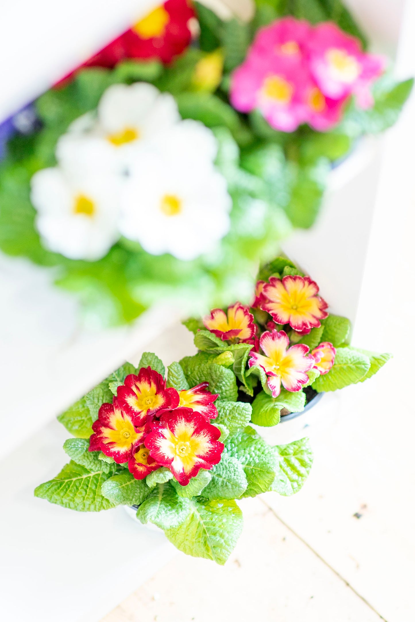 Primula