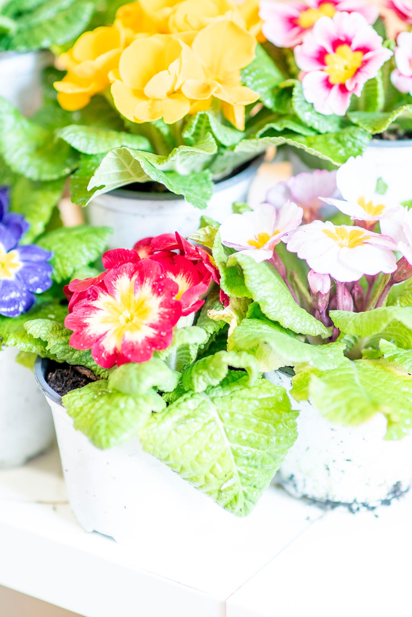 Primula