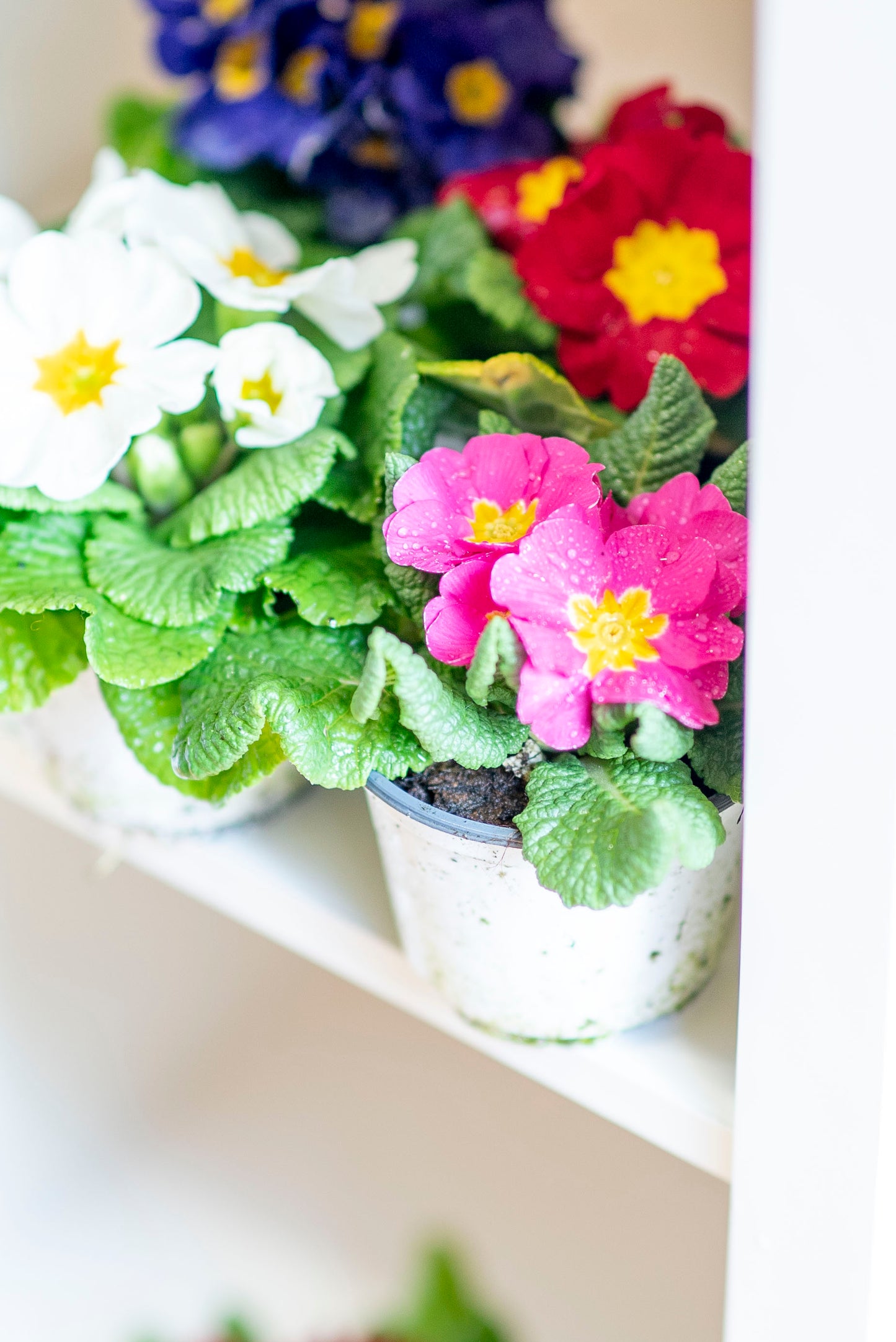 Primula