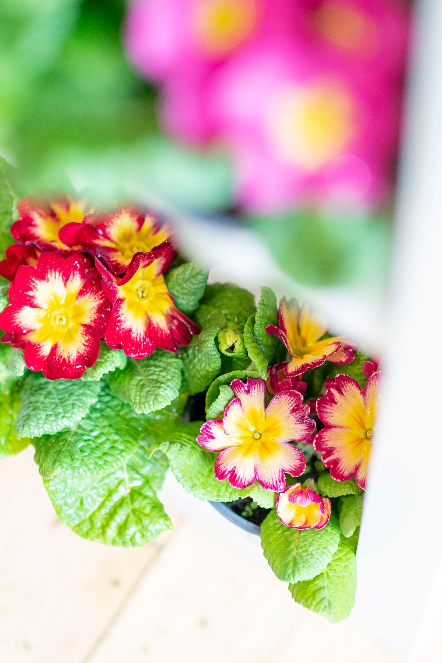 Primula