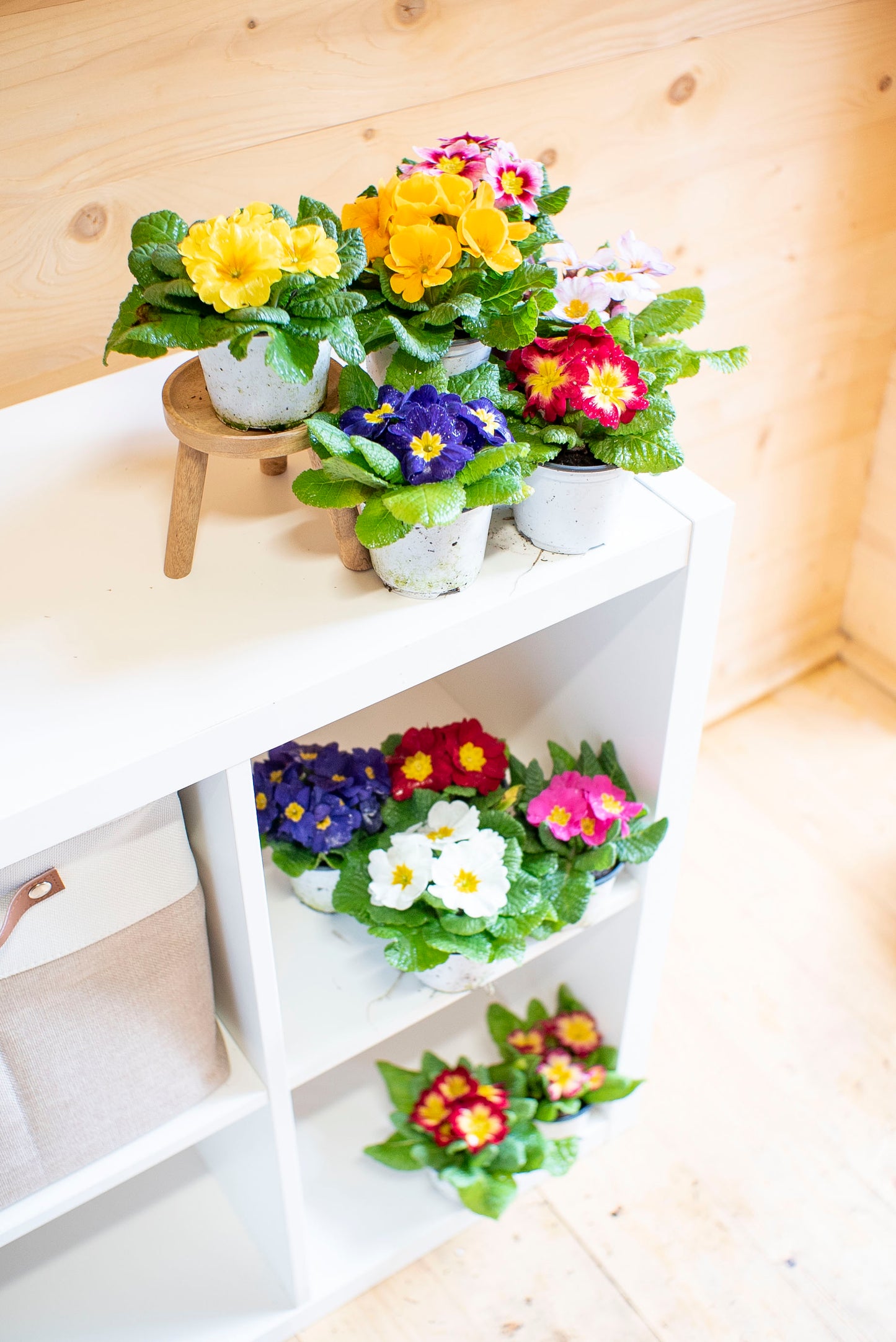 Primula