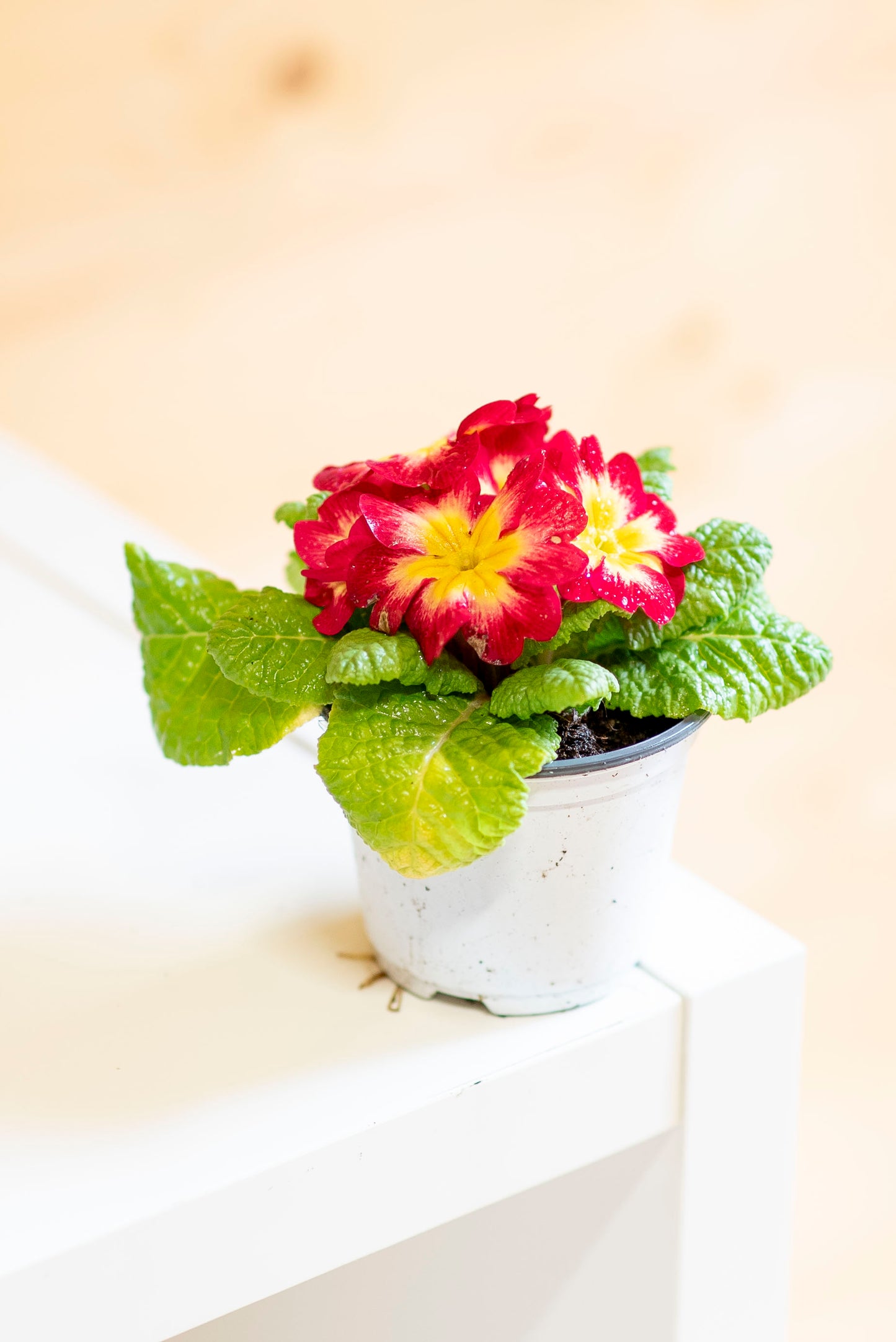 Primula