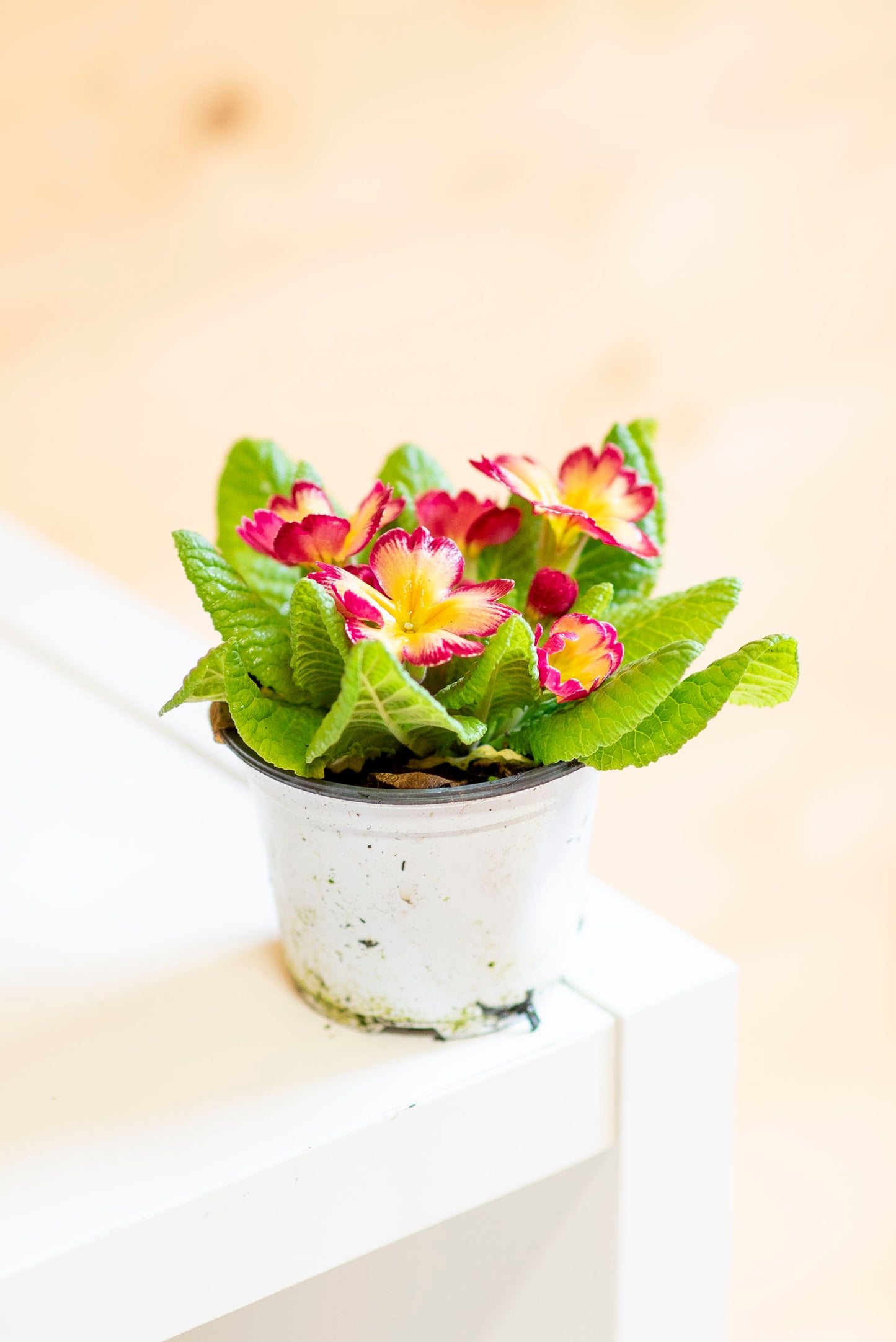 Primula