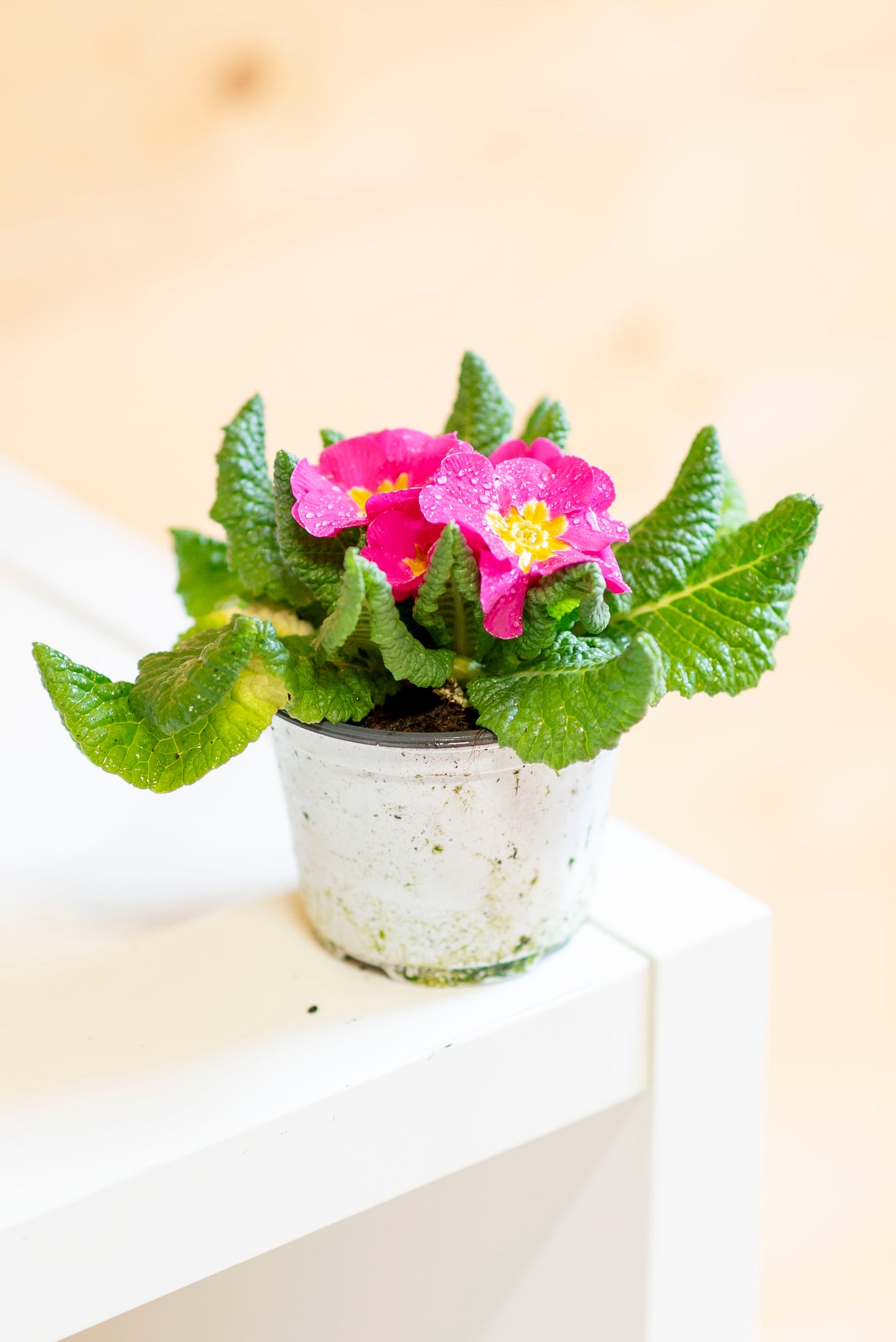 Primula