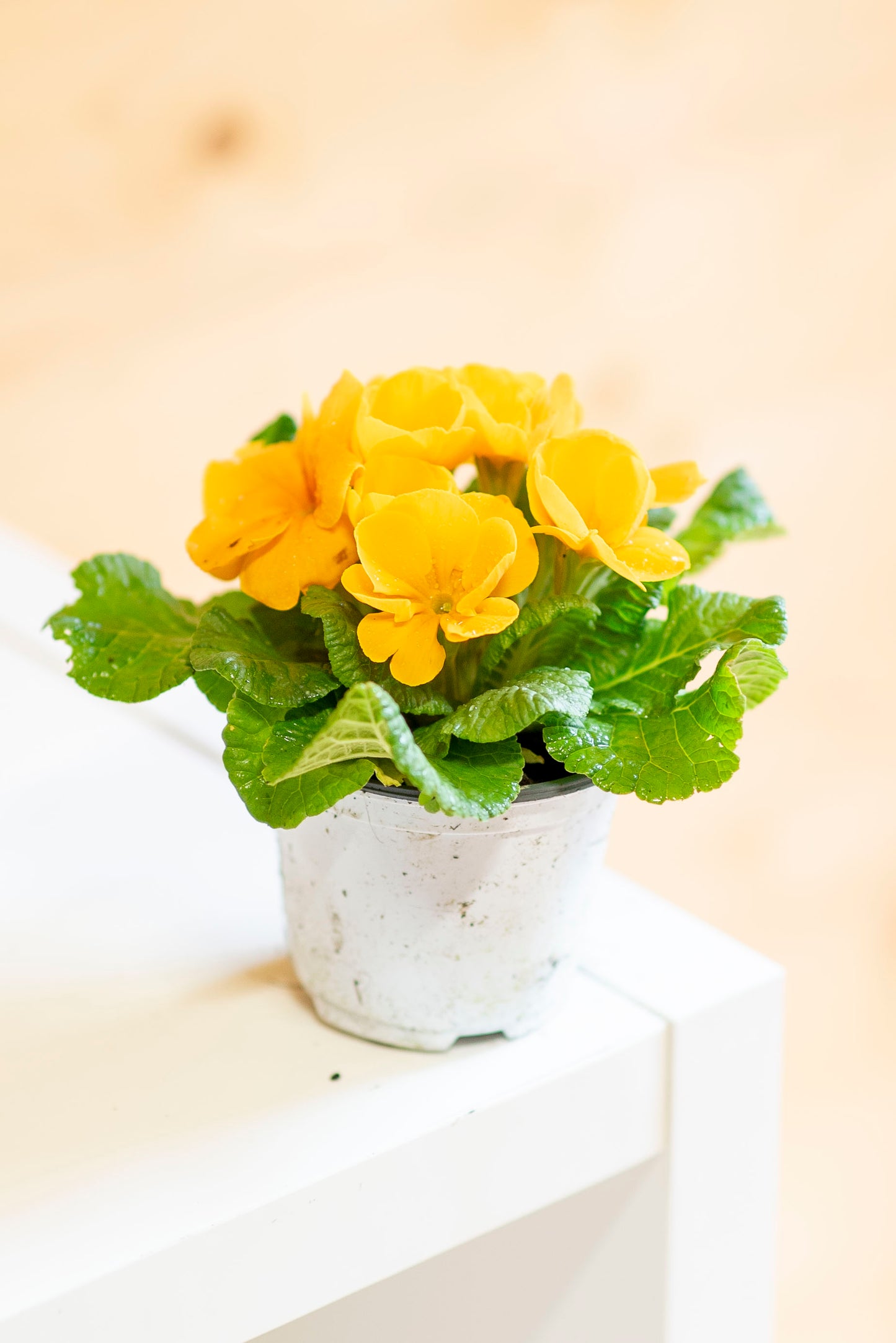 Primula