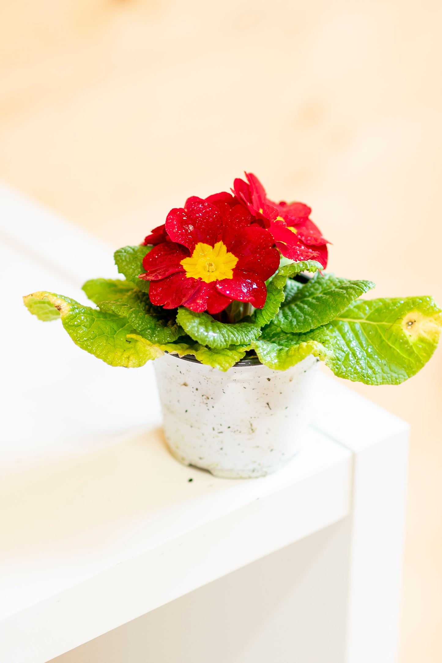 Primula