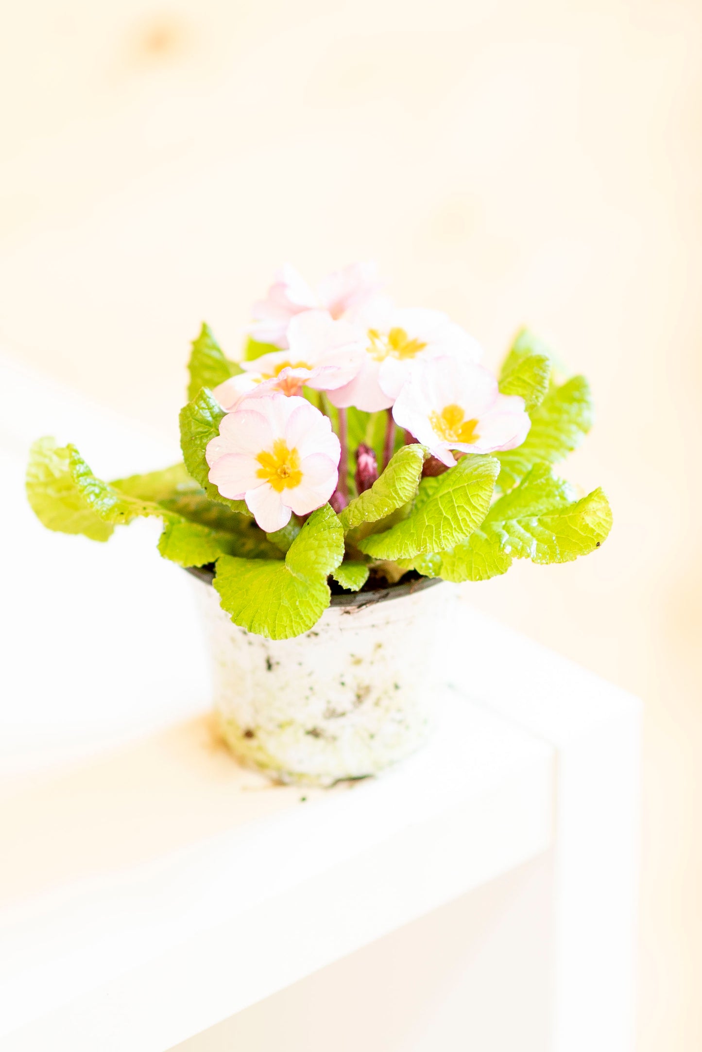 Primula