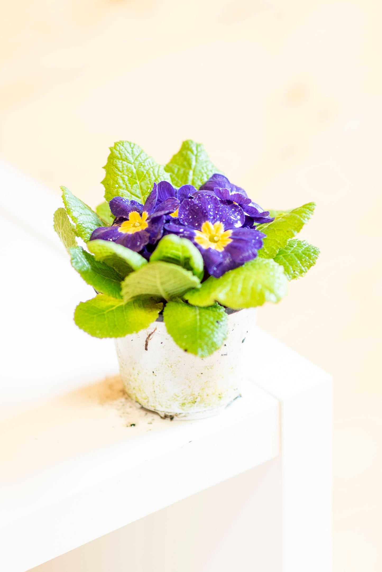 Primula