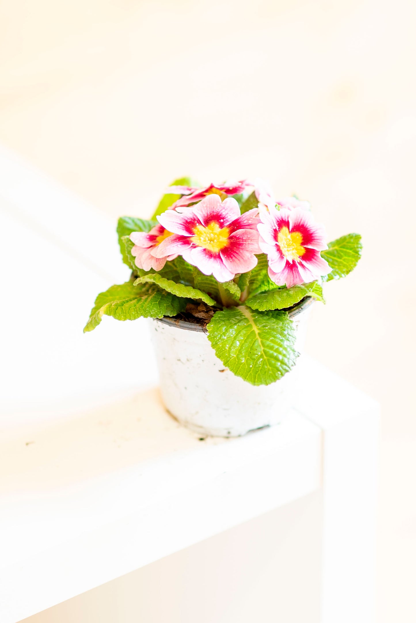 Primula