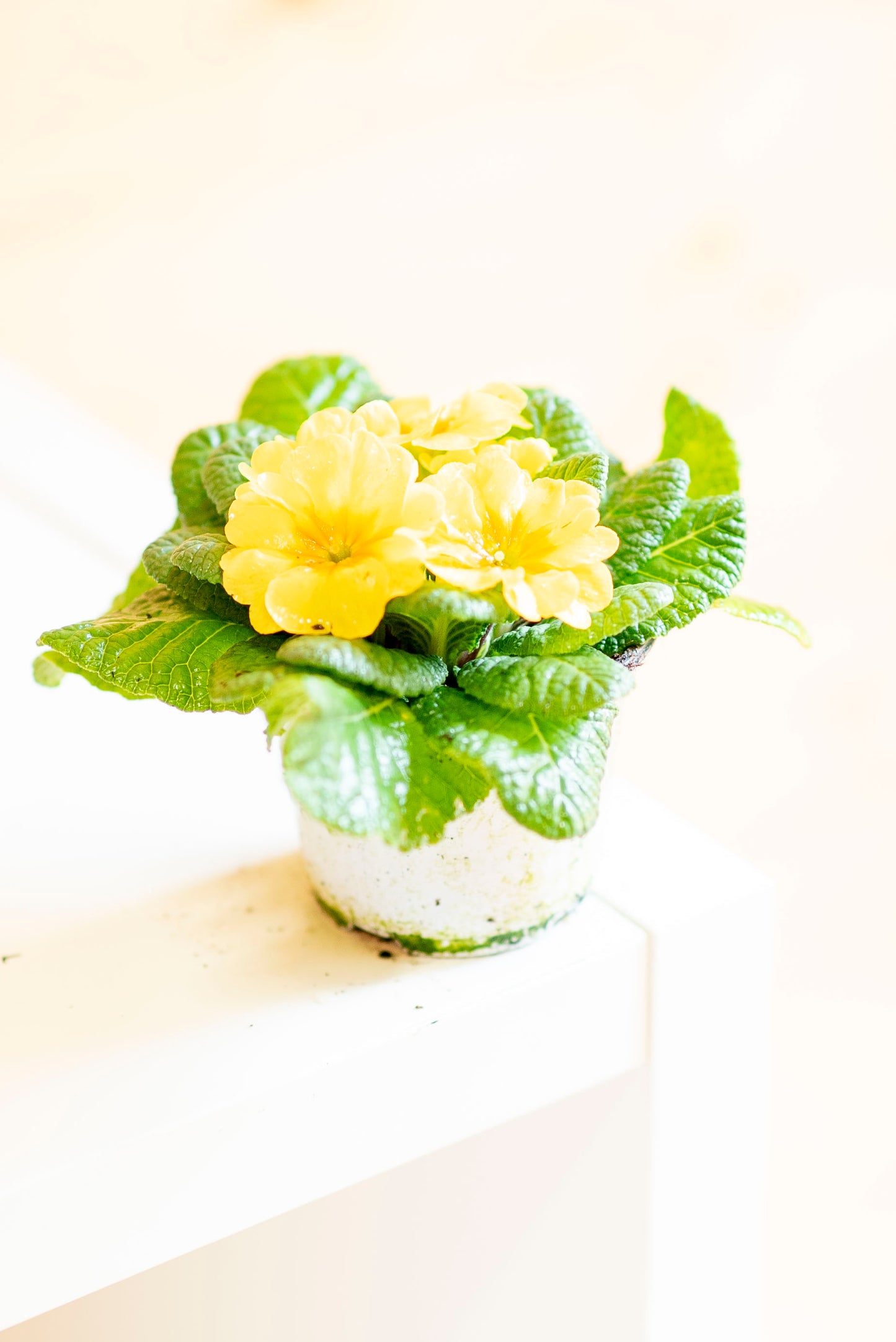 Primula