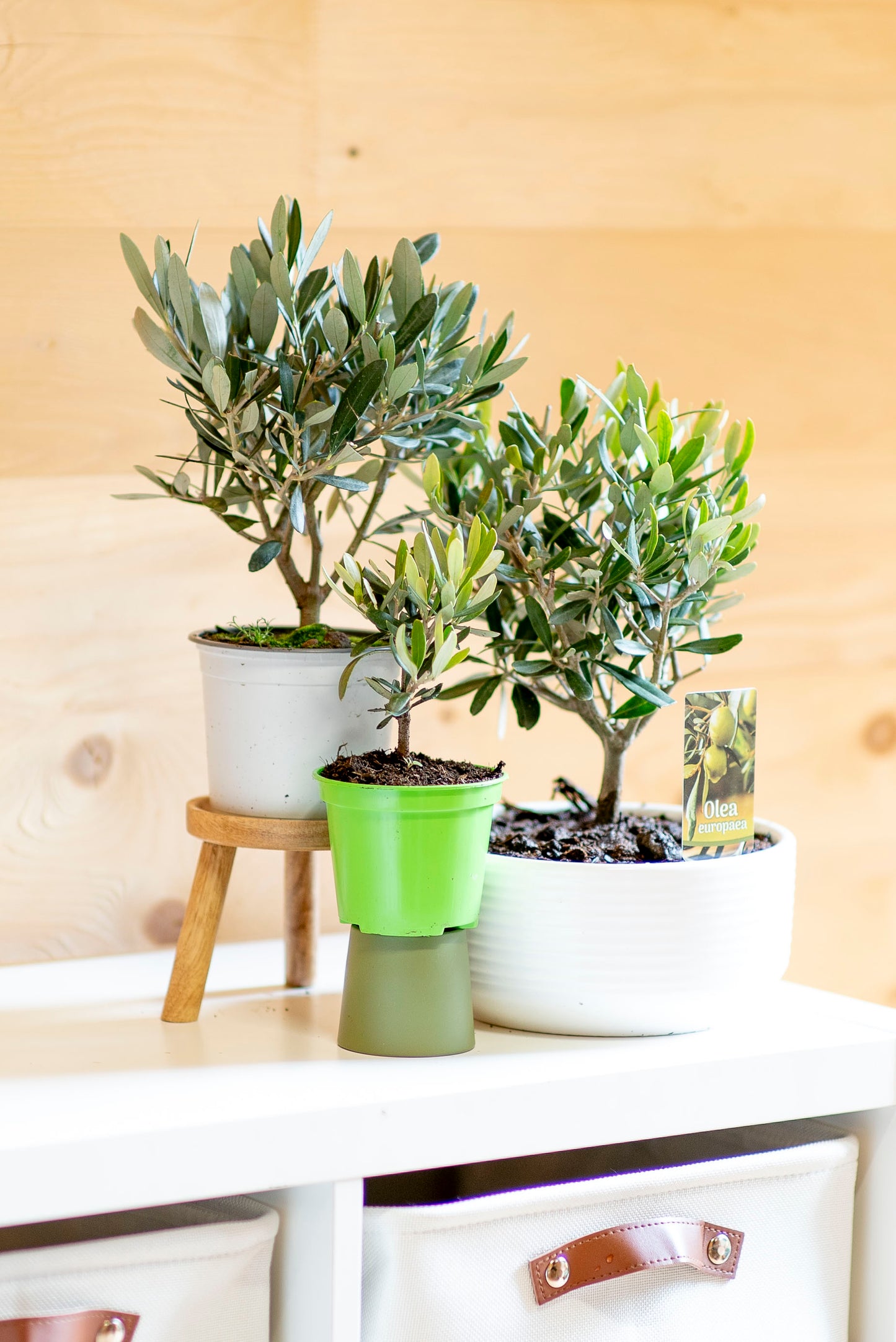 Ulivo Bonsai