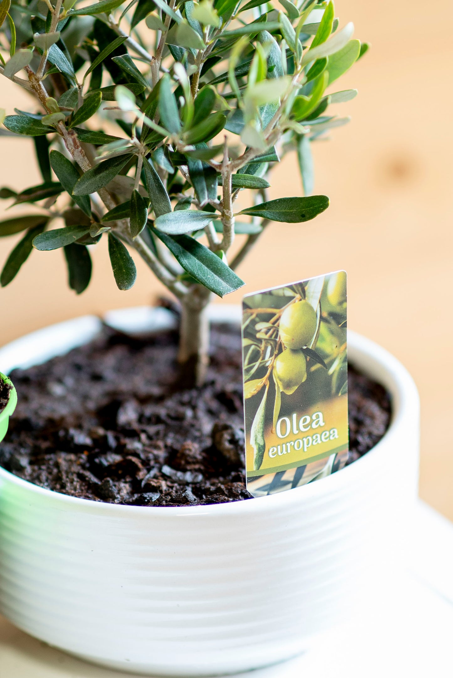 Ulivo Bonsai