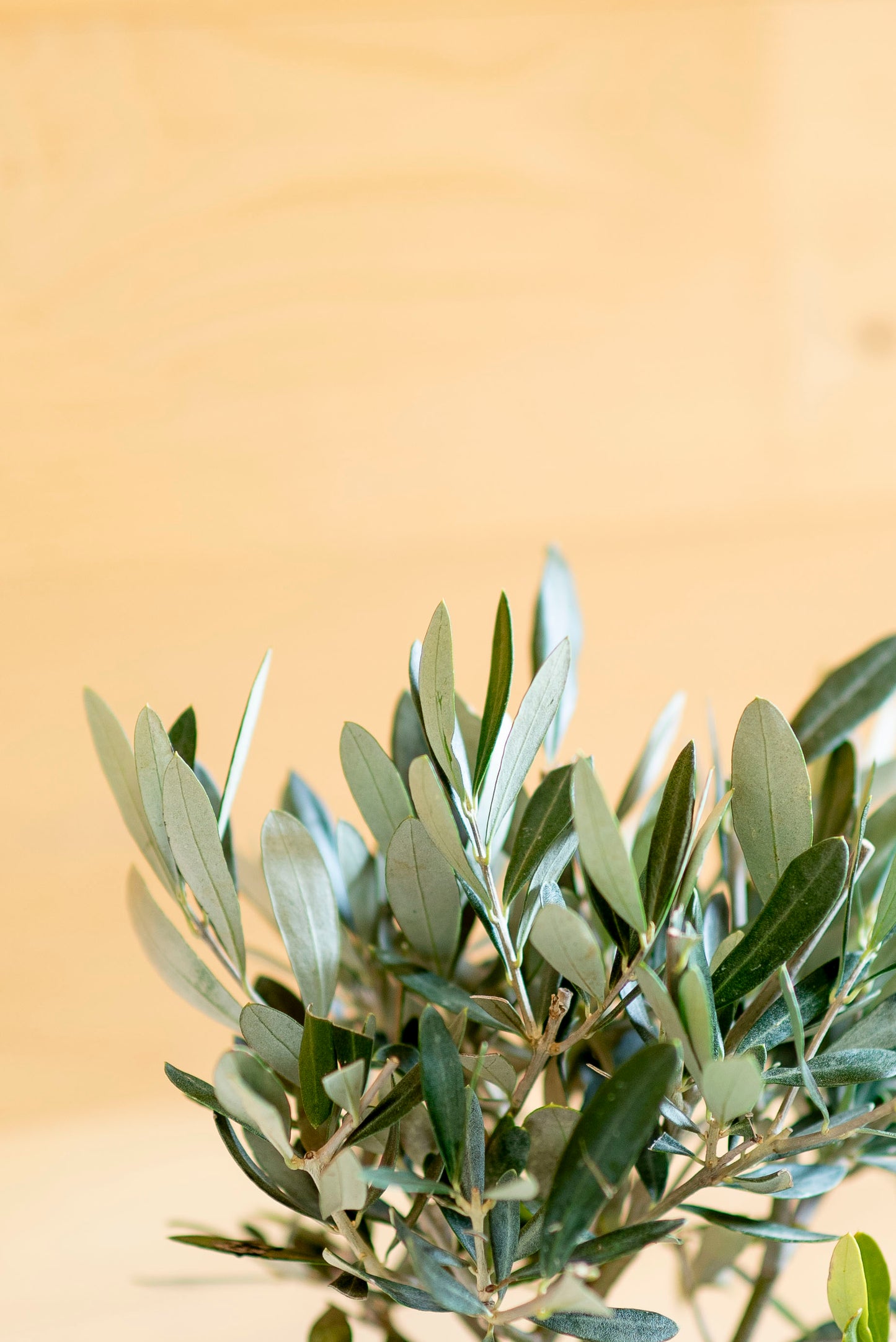 Ulivo Bonsai