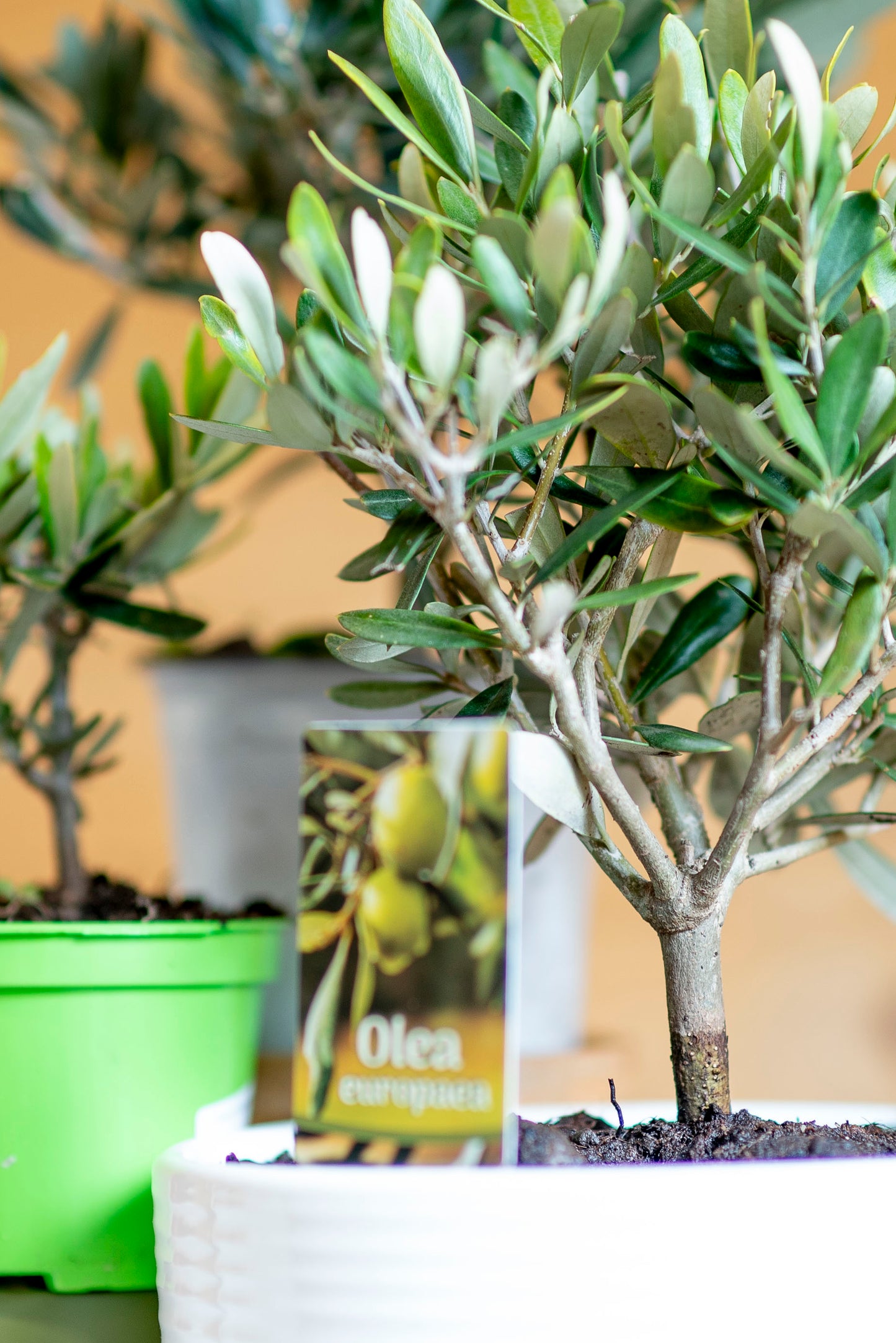 Ulivo Bonsai