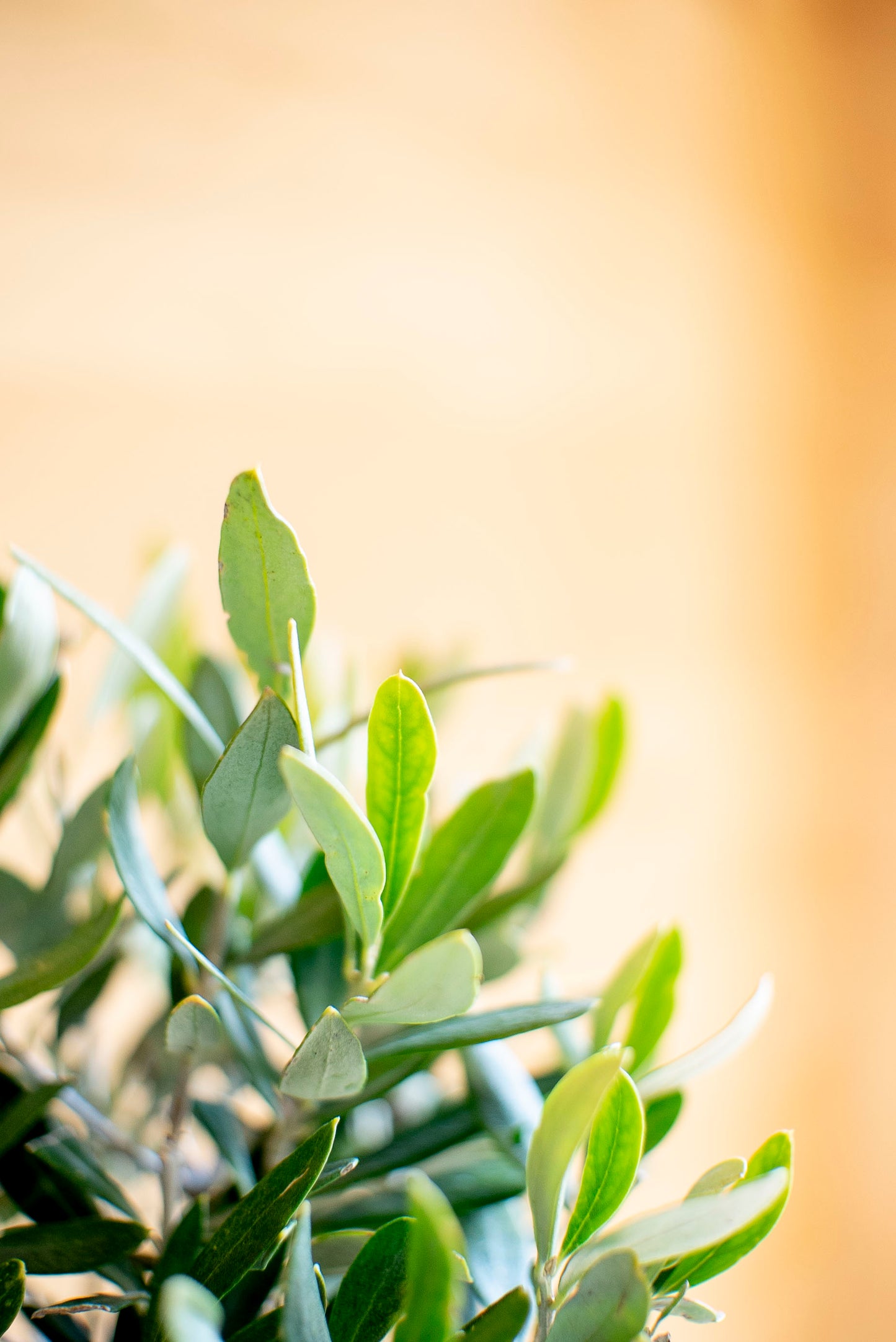 Ulivo Bonsai