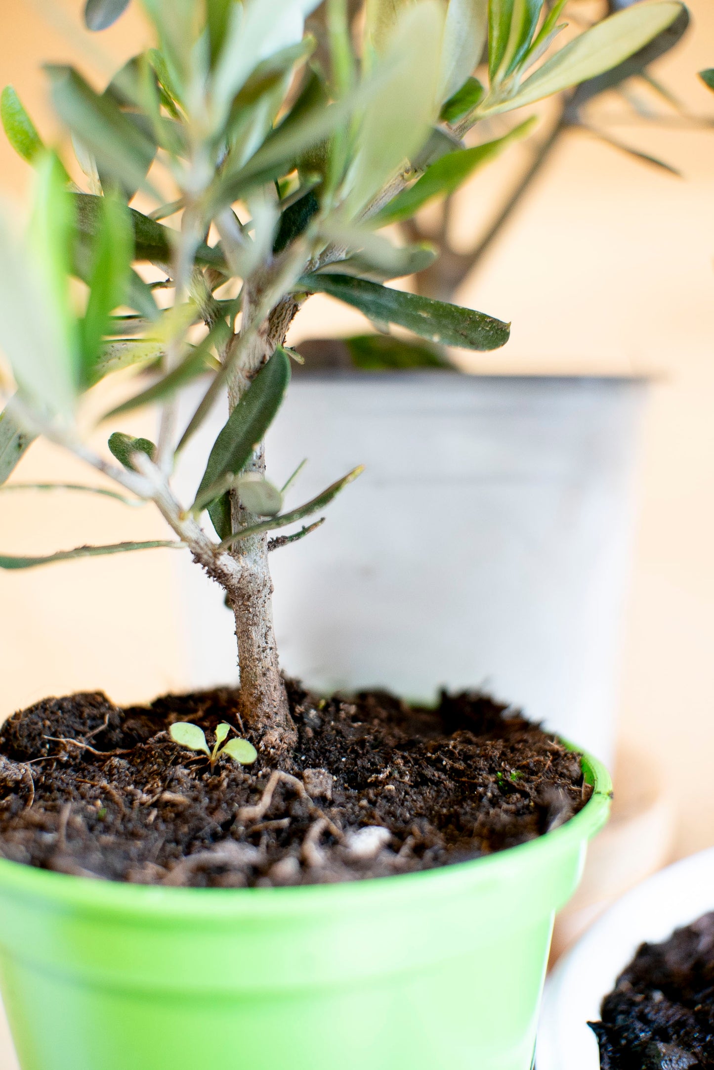 Ulivo Bonsai