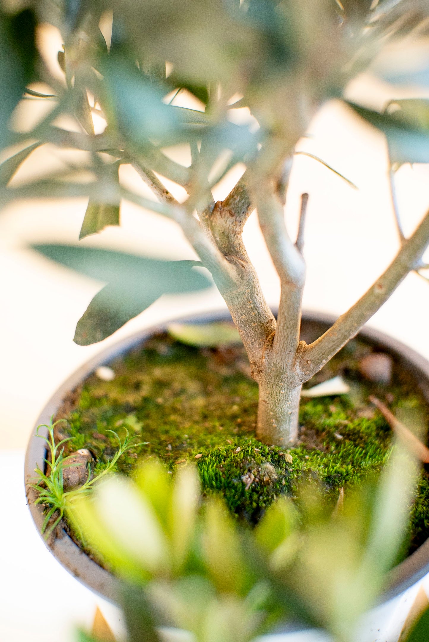 Ulivo Bonsai