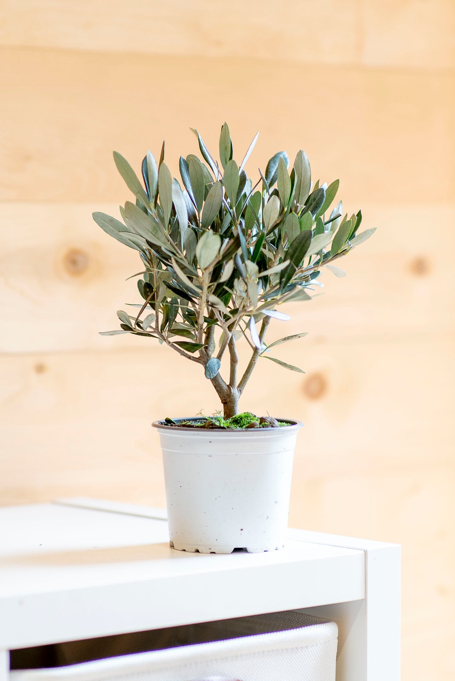 Ulivo Bonsai