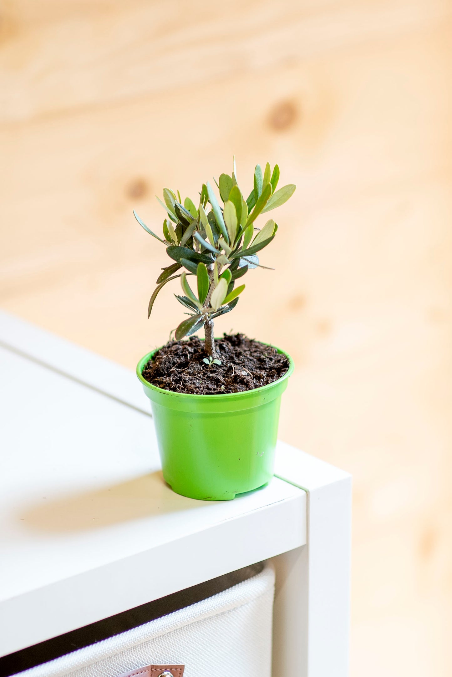Ulivo Bonsai