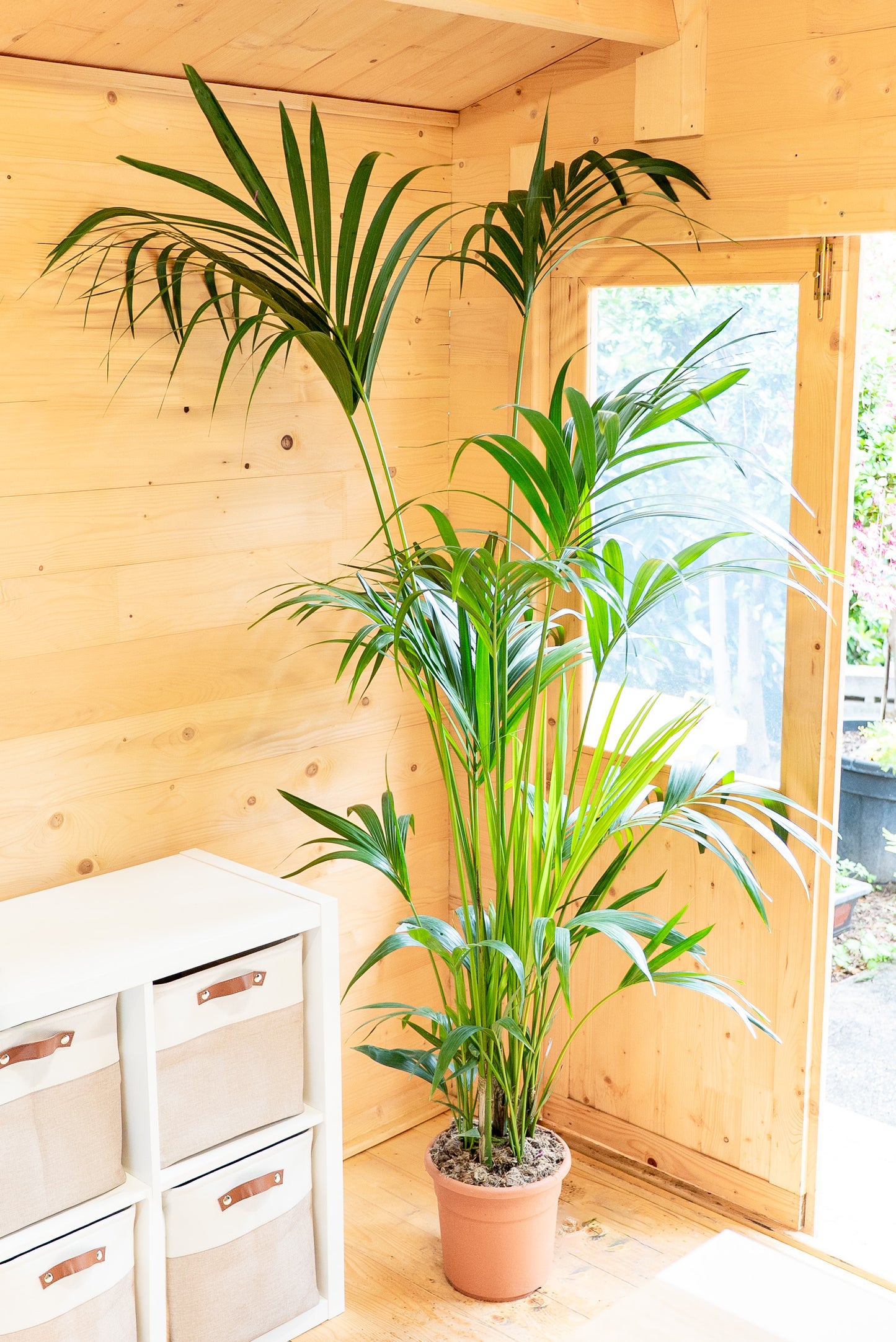 Kentia - Howea Forsteriana