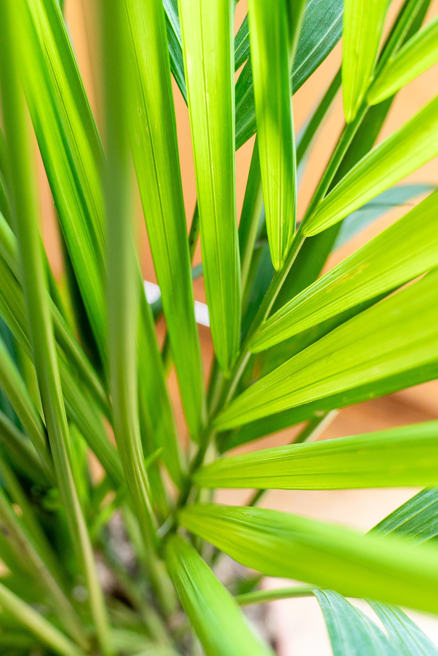 Kentia - Howea Forsteriana
