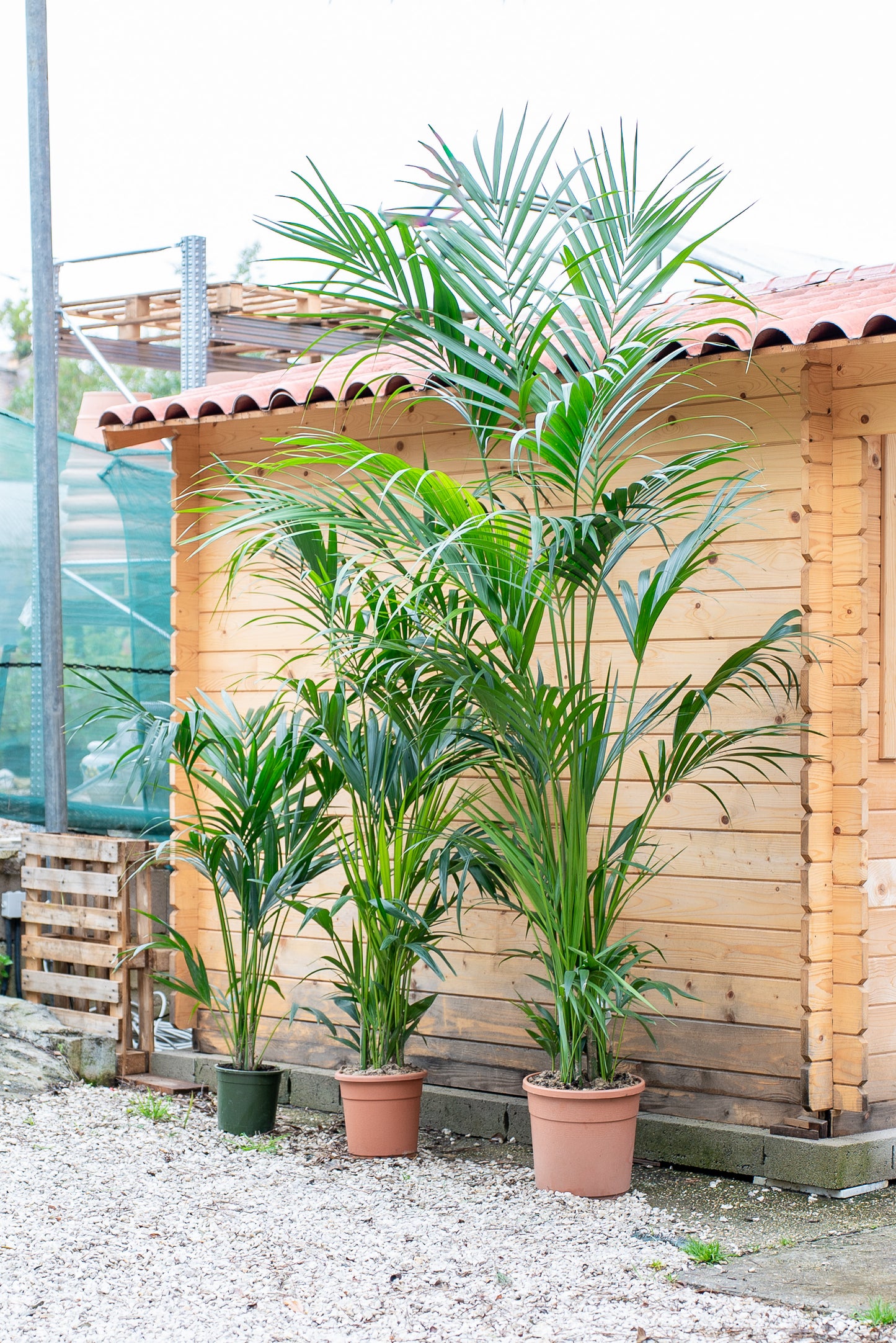 Kentia - Howea Forsteriana