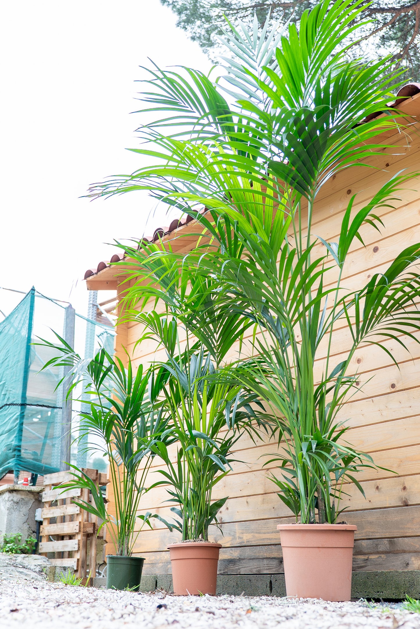 Kentia - Howea Forsteriana