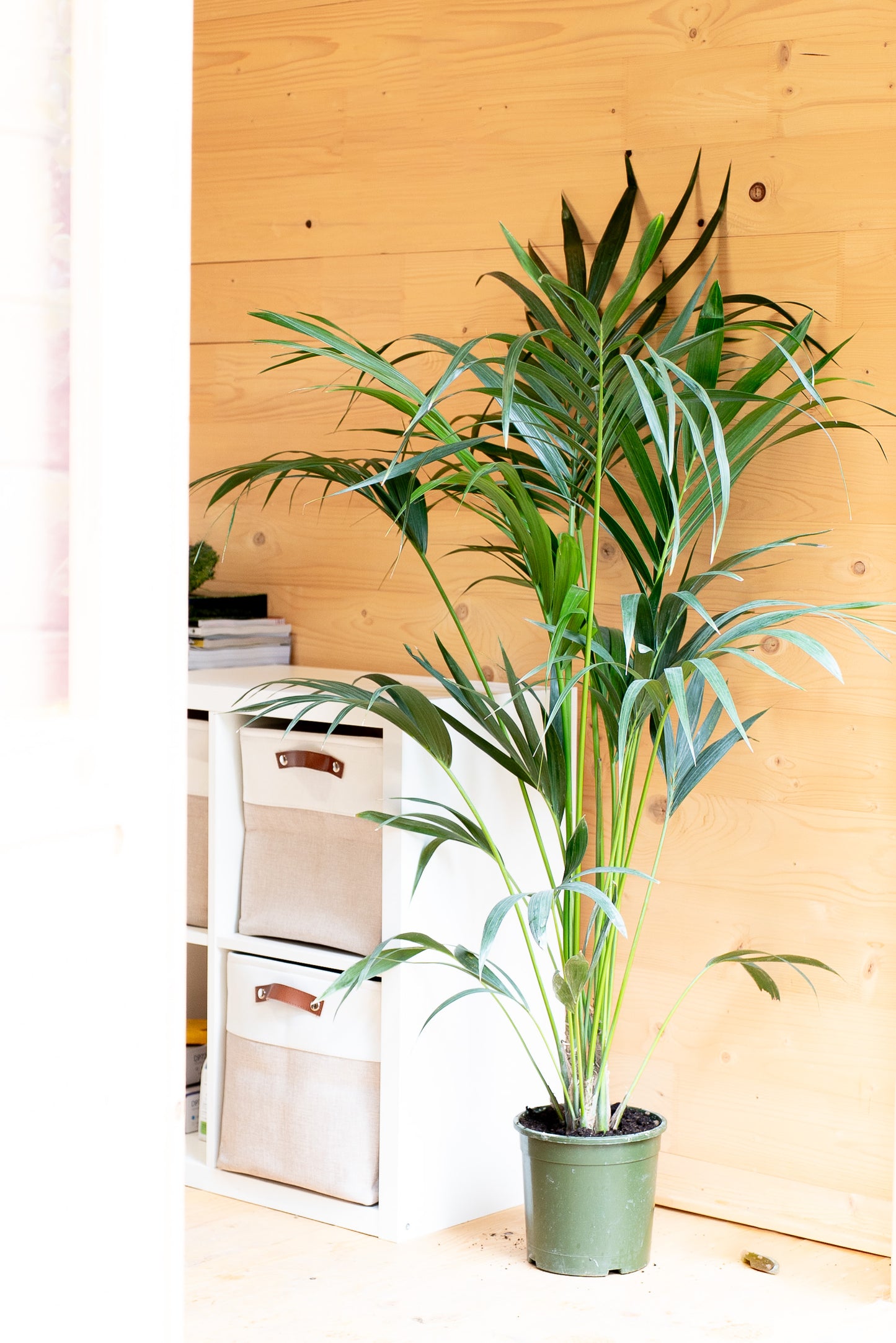 Kentia - Howea Forsteriana
