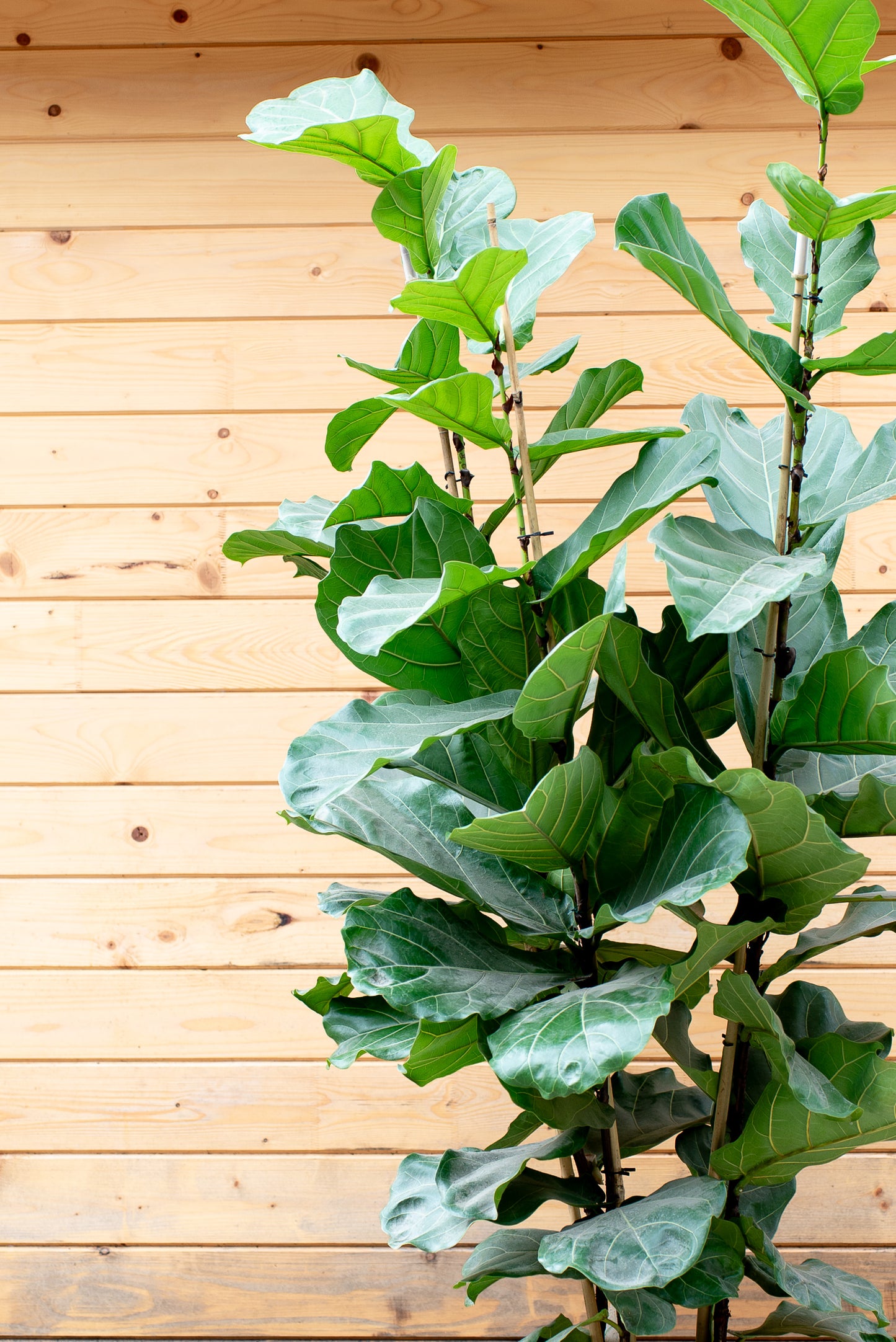 Ficus Lyrata
