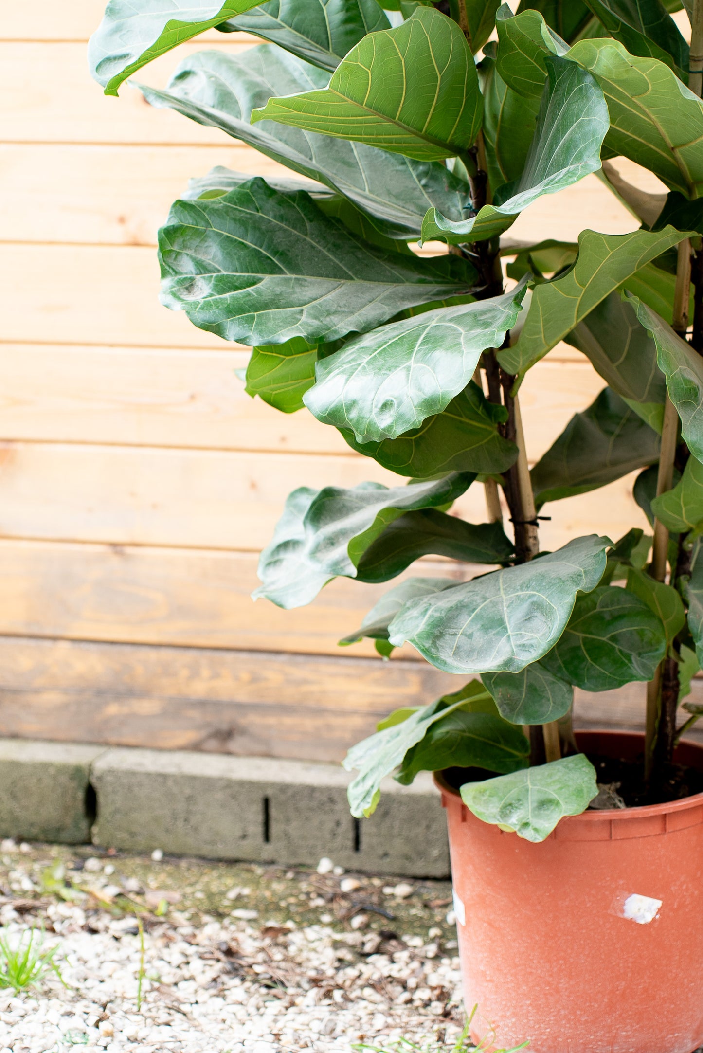 Ficus Lyrata