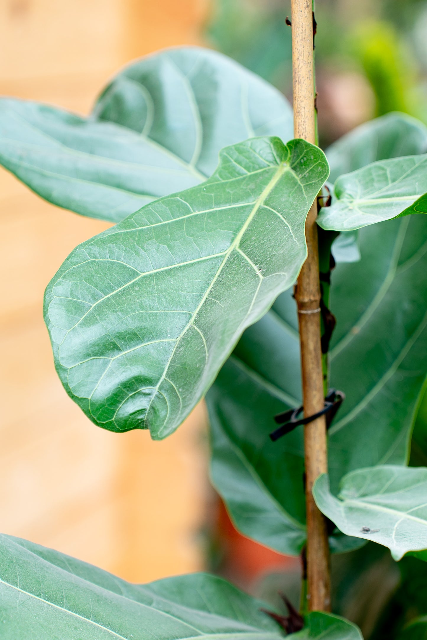 Ficus Lyrata