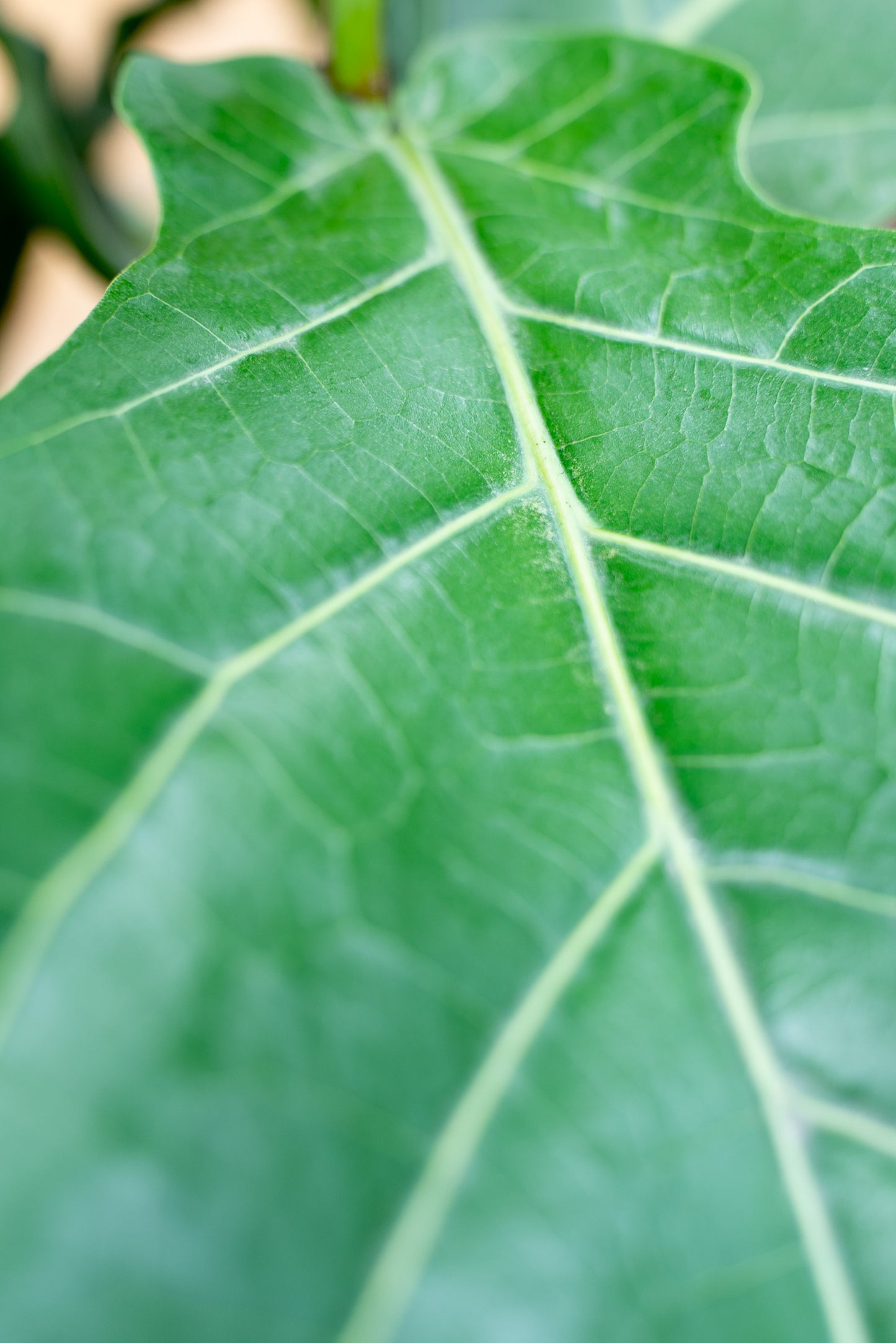 Ficus Lyrata