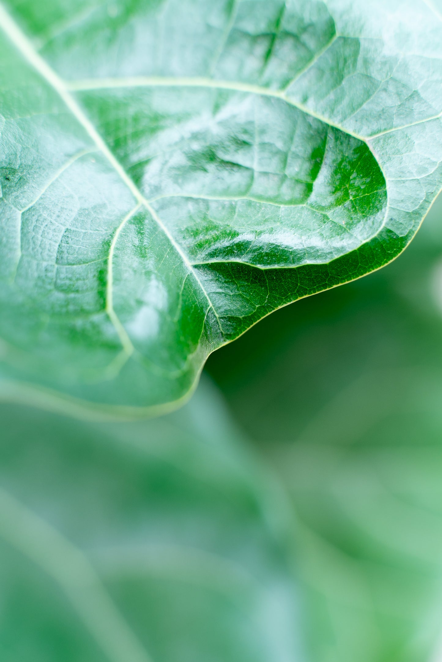 Ficus Lyrata