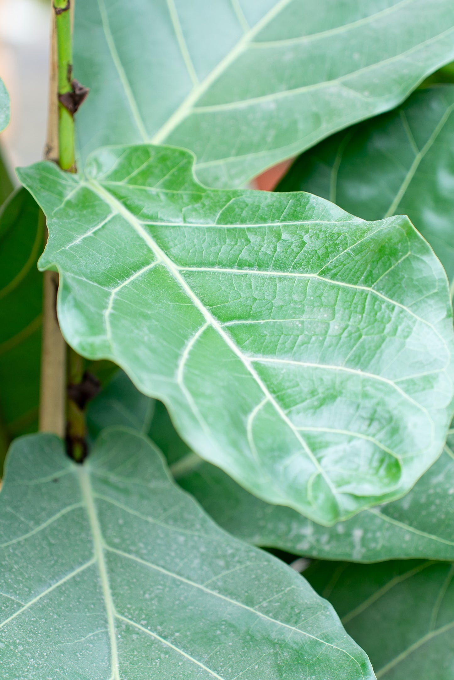 Ficus Lyrata