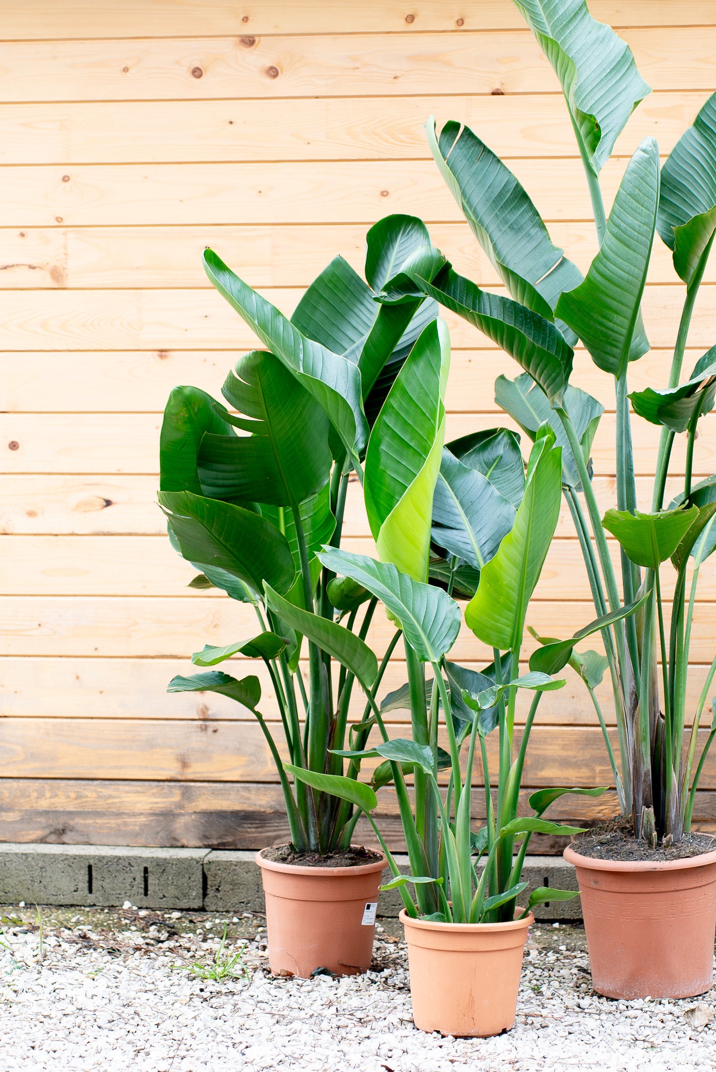 Strelitzia Nicolai