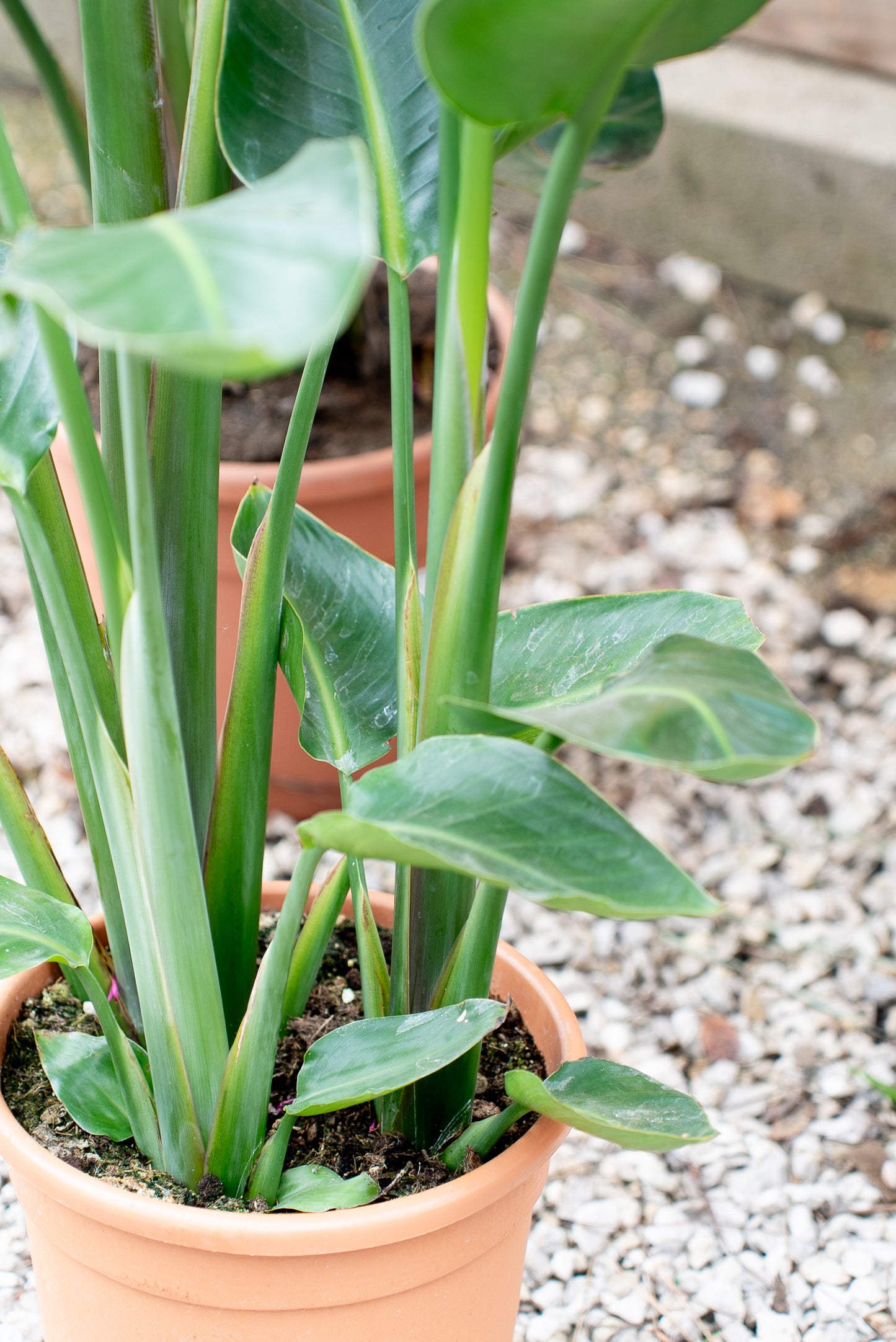 Strelitzia Nicolai