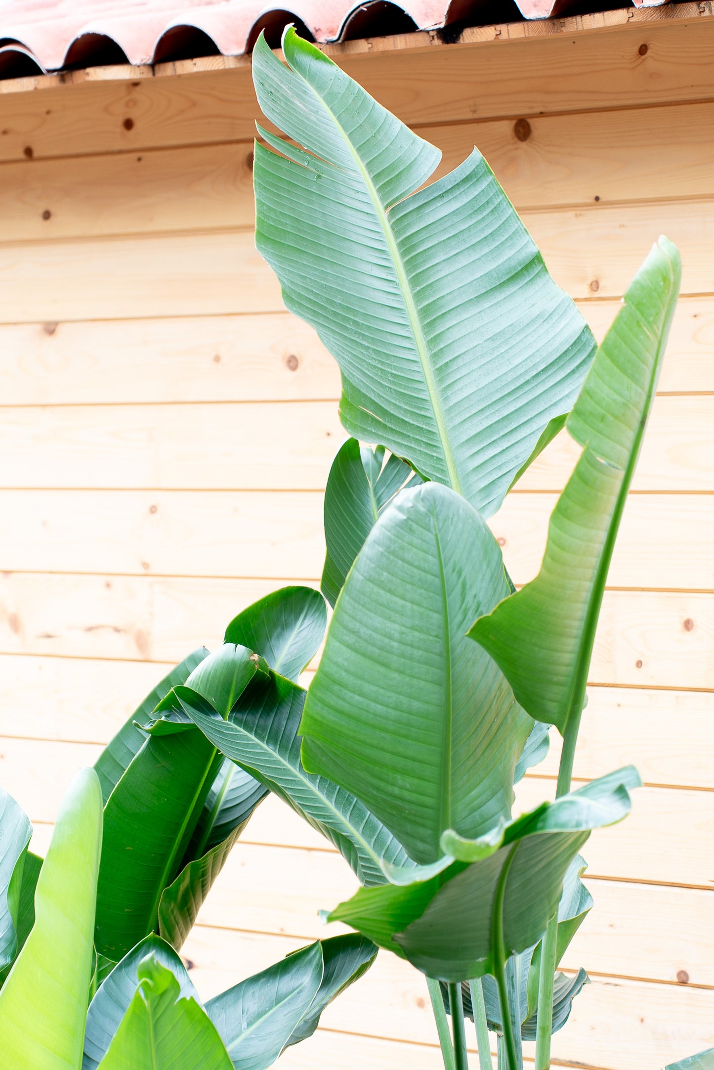 Strelitzia Nicolai