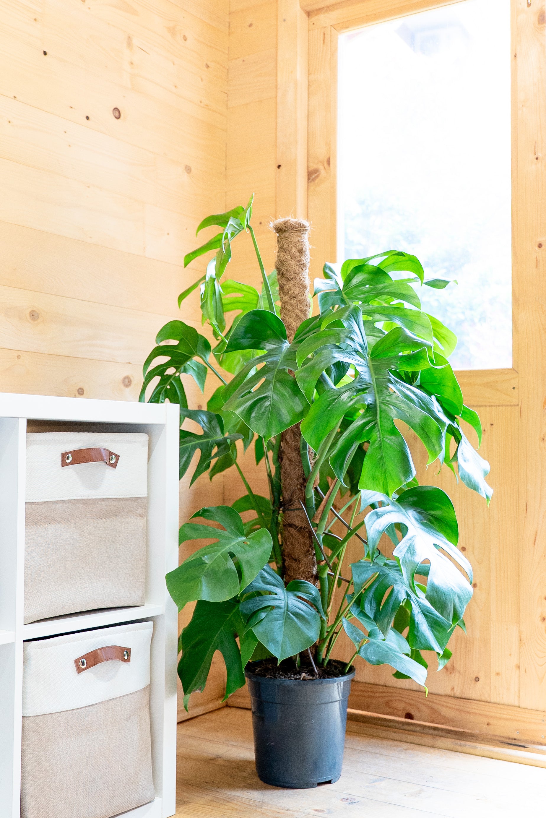 monstera deliciosa foglie marroni Monstera deliciosa