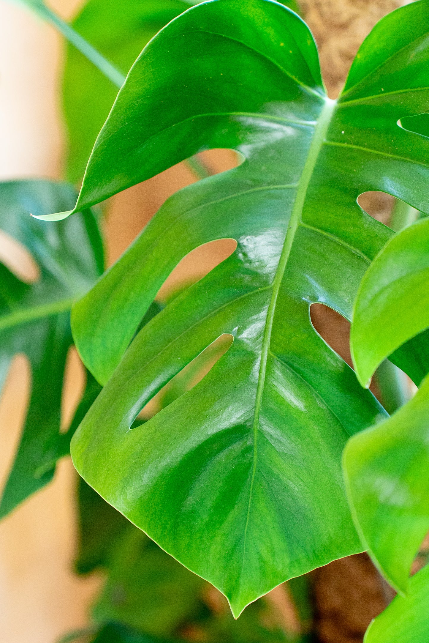Monstera deliciosa