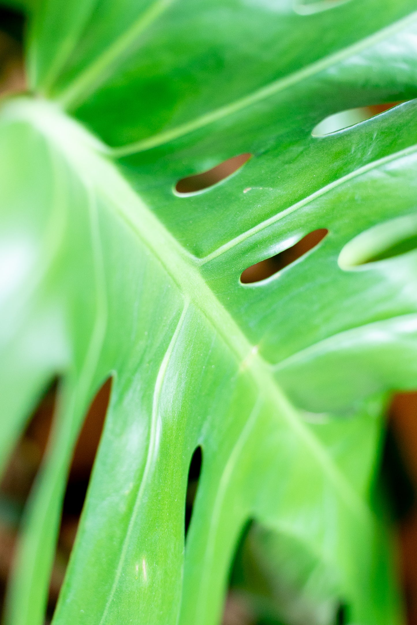 Monstera deliciosa