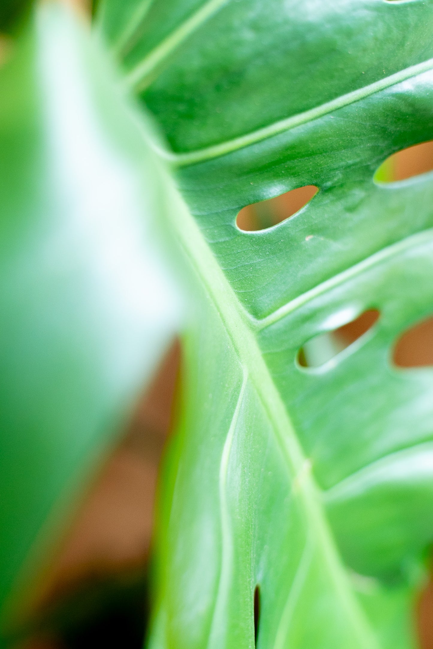 Monstera deliciosa
