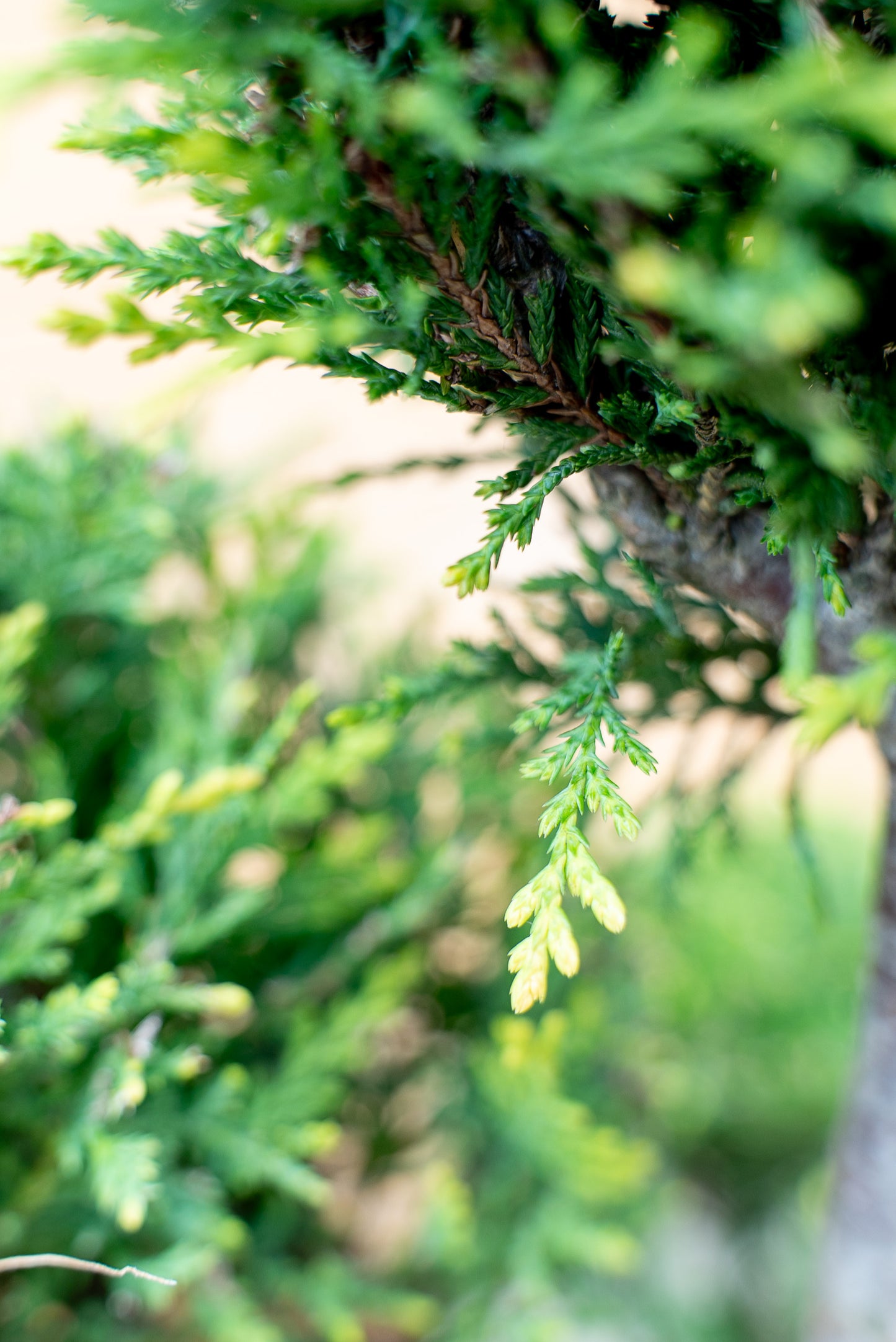 Cupressus Leylandii Pom-Pon