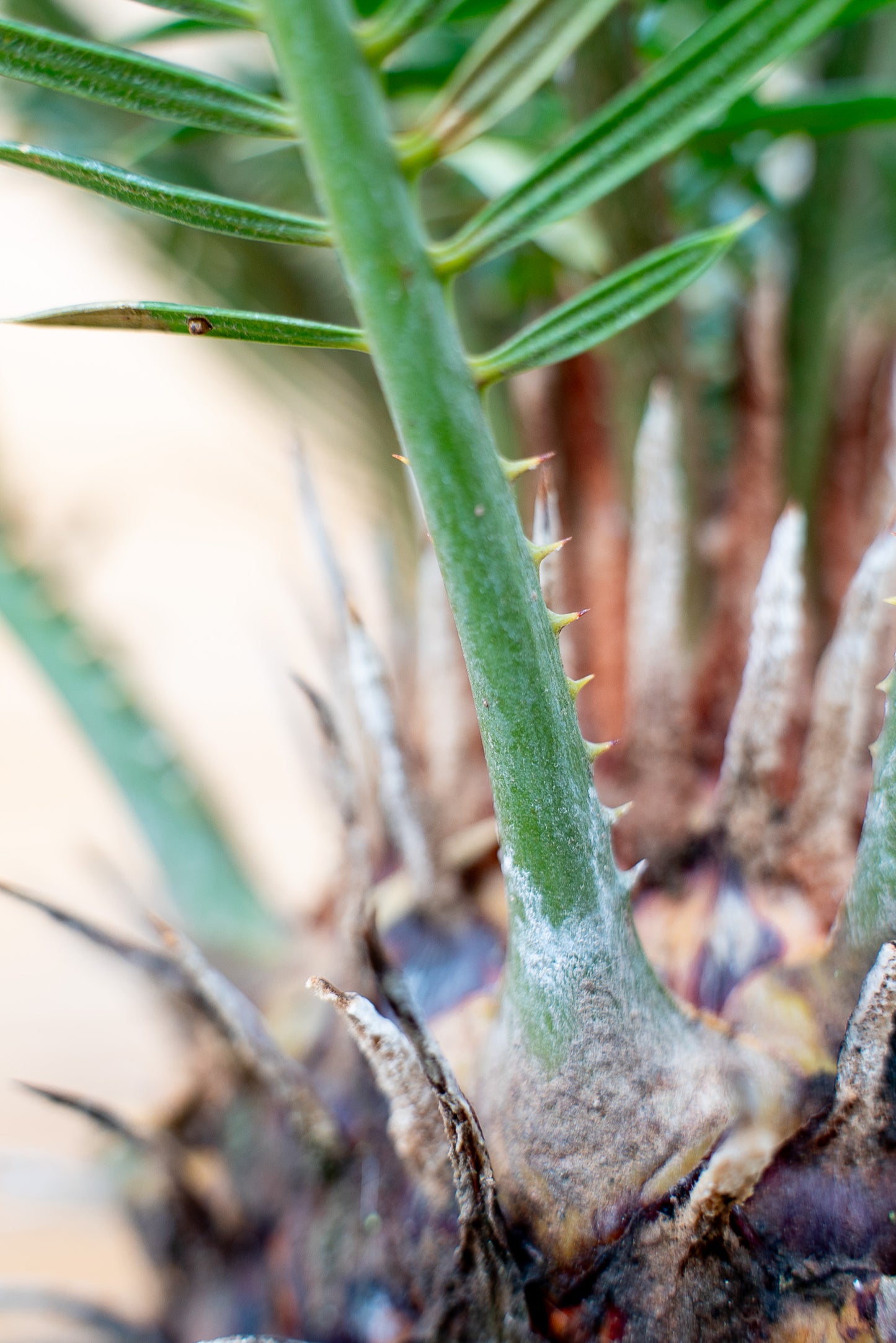 Cycas Revoluta