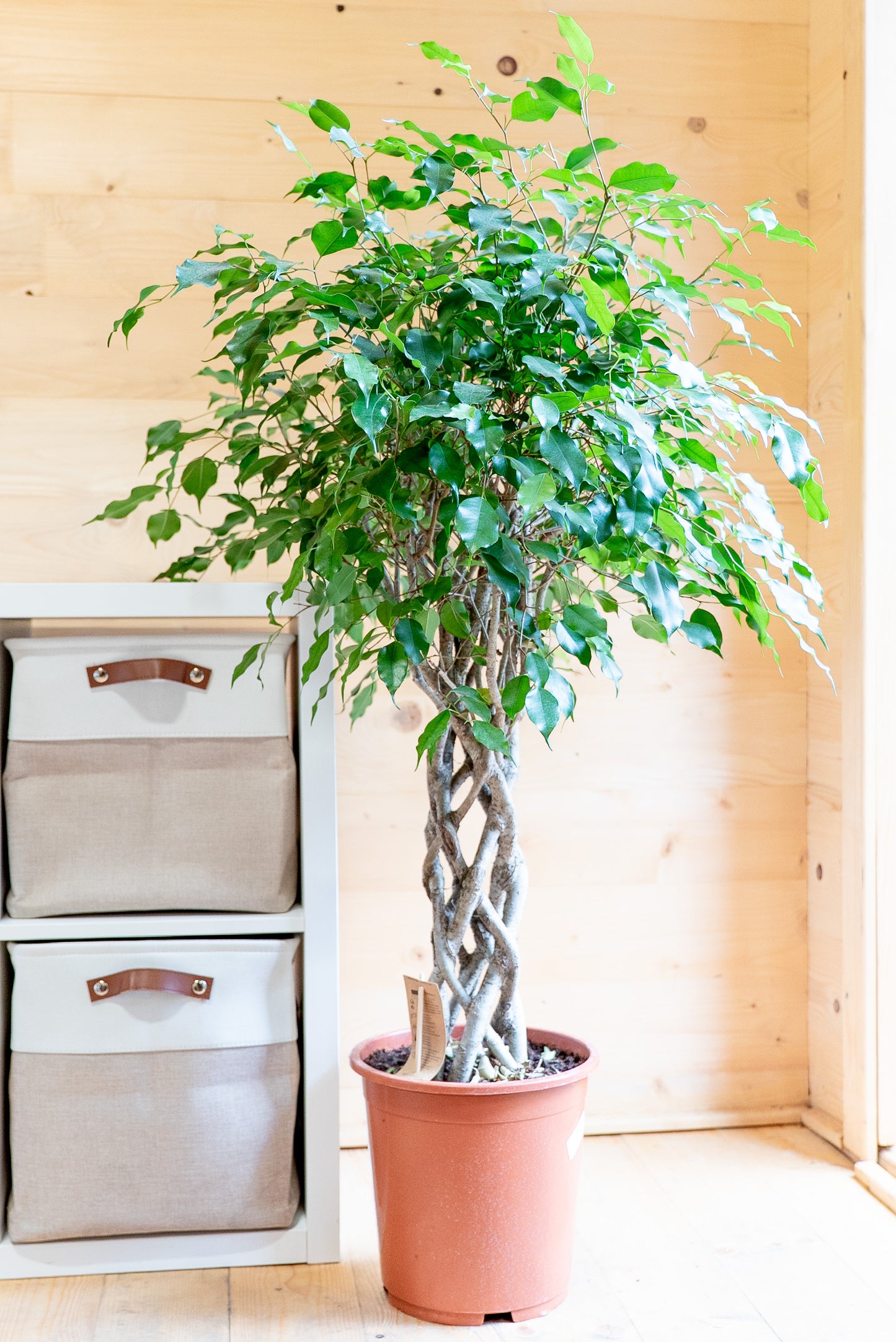 Ficus Benjamin Intrecciato