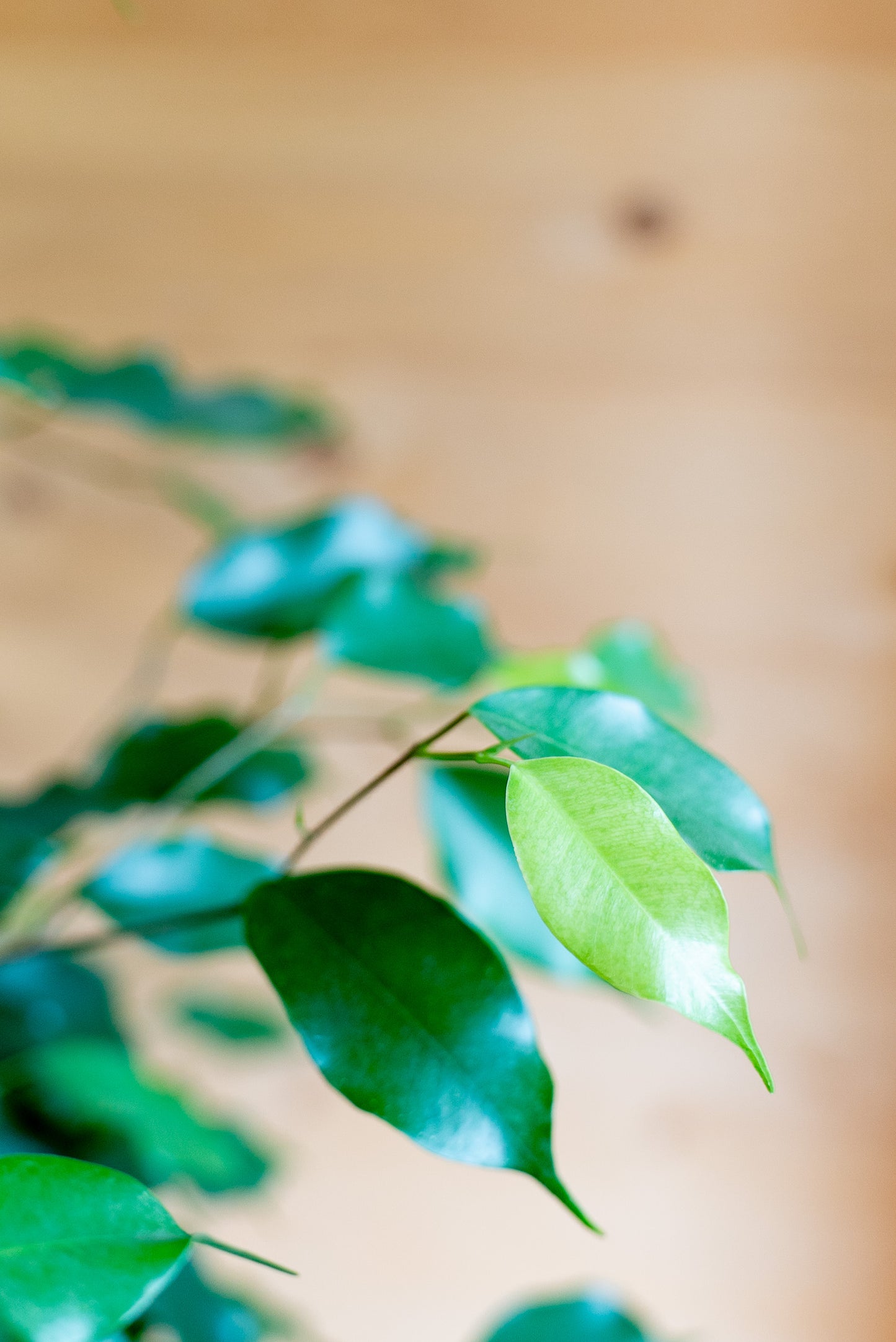 Ficus Benjamin Intrecciato