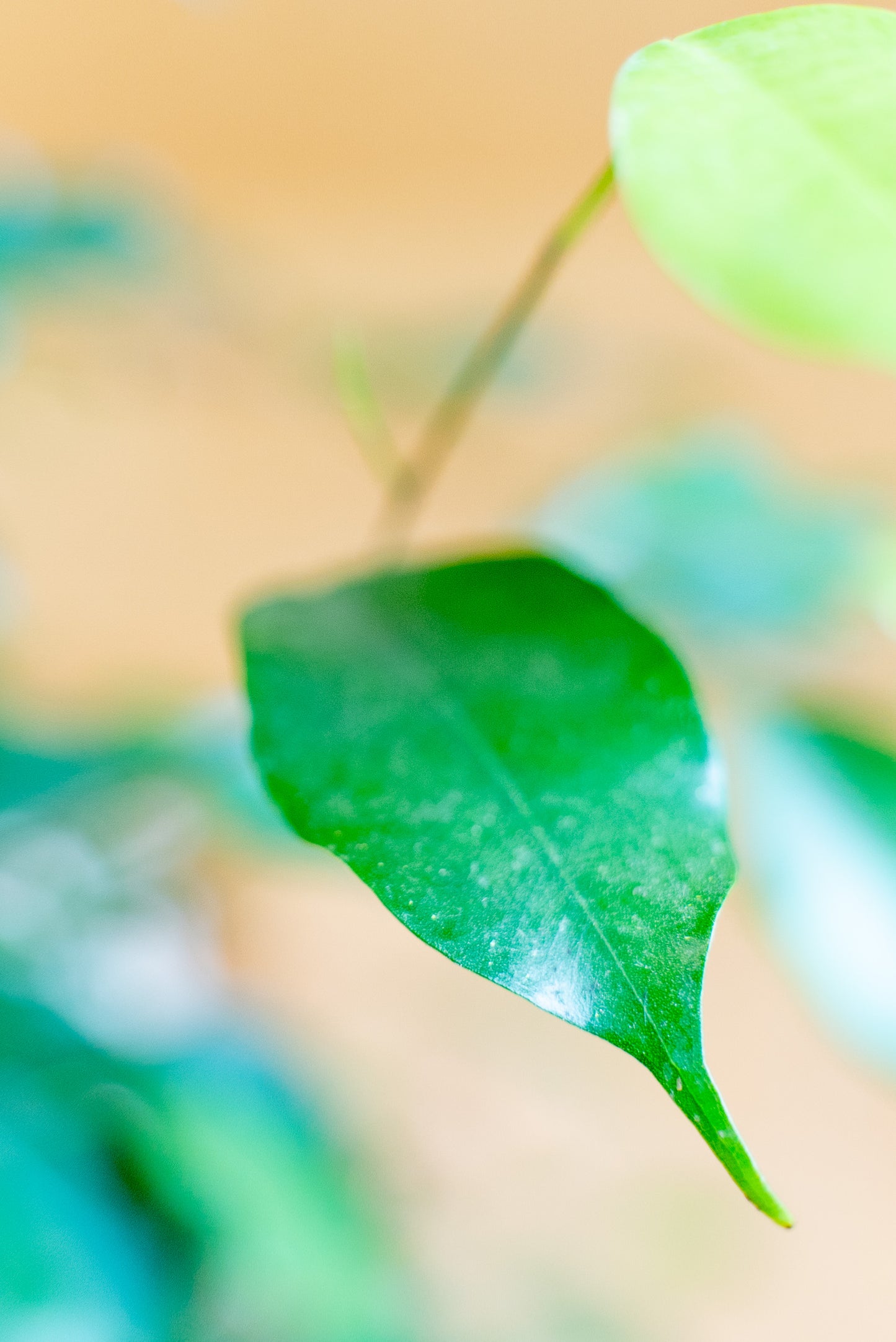 Ficus Benjamin Intrecciato