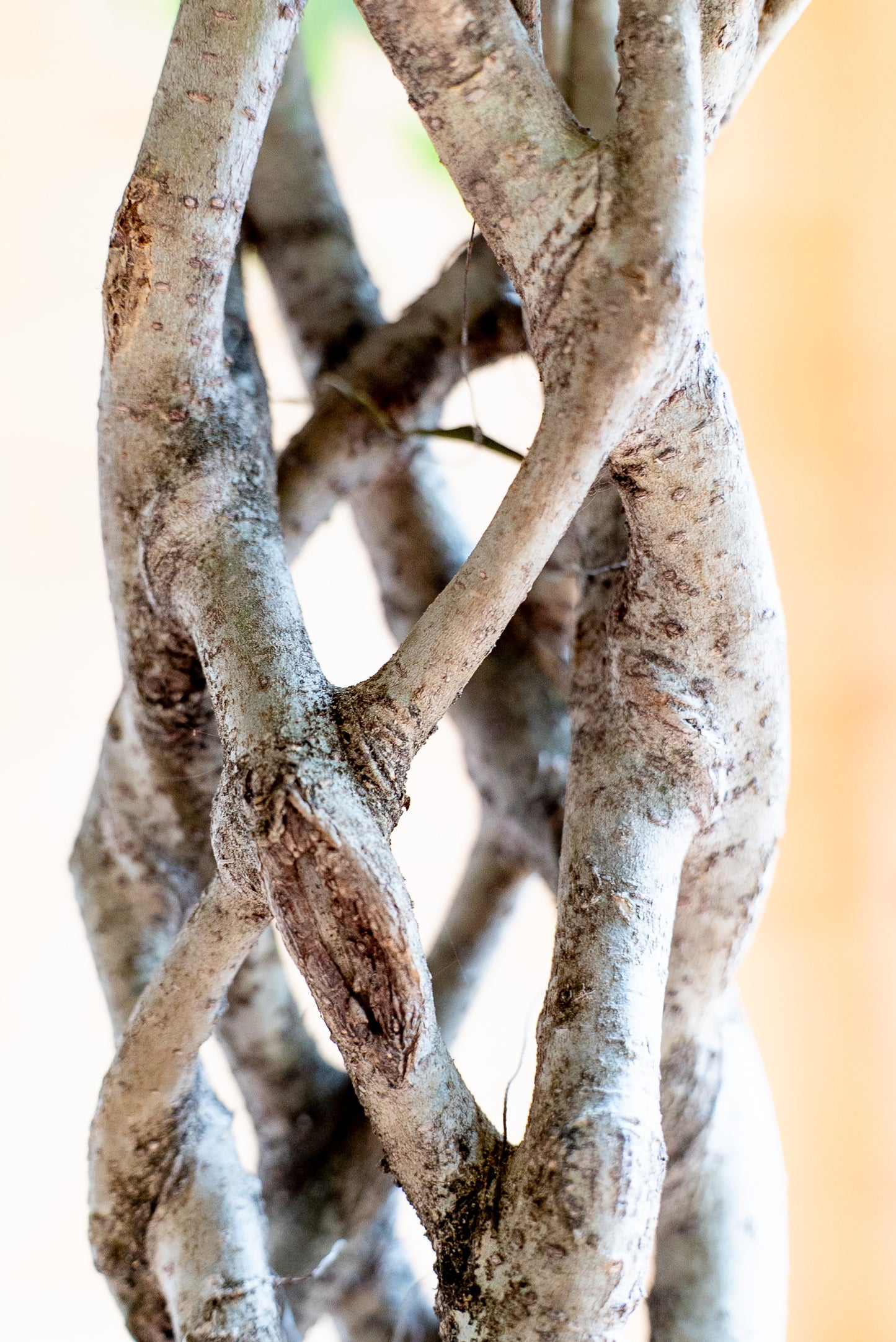 Ficus Benjamin Intrecciato