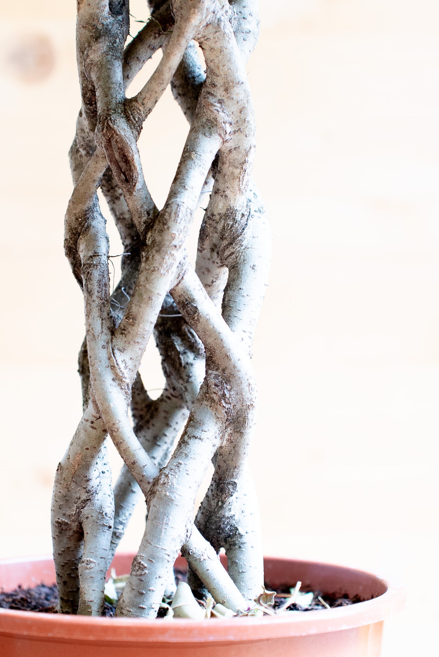 Ficus Benjamin Intrecciato