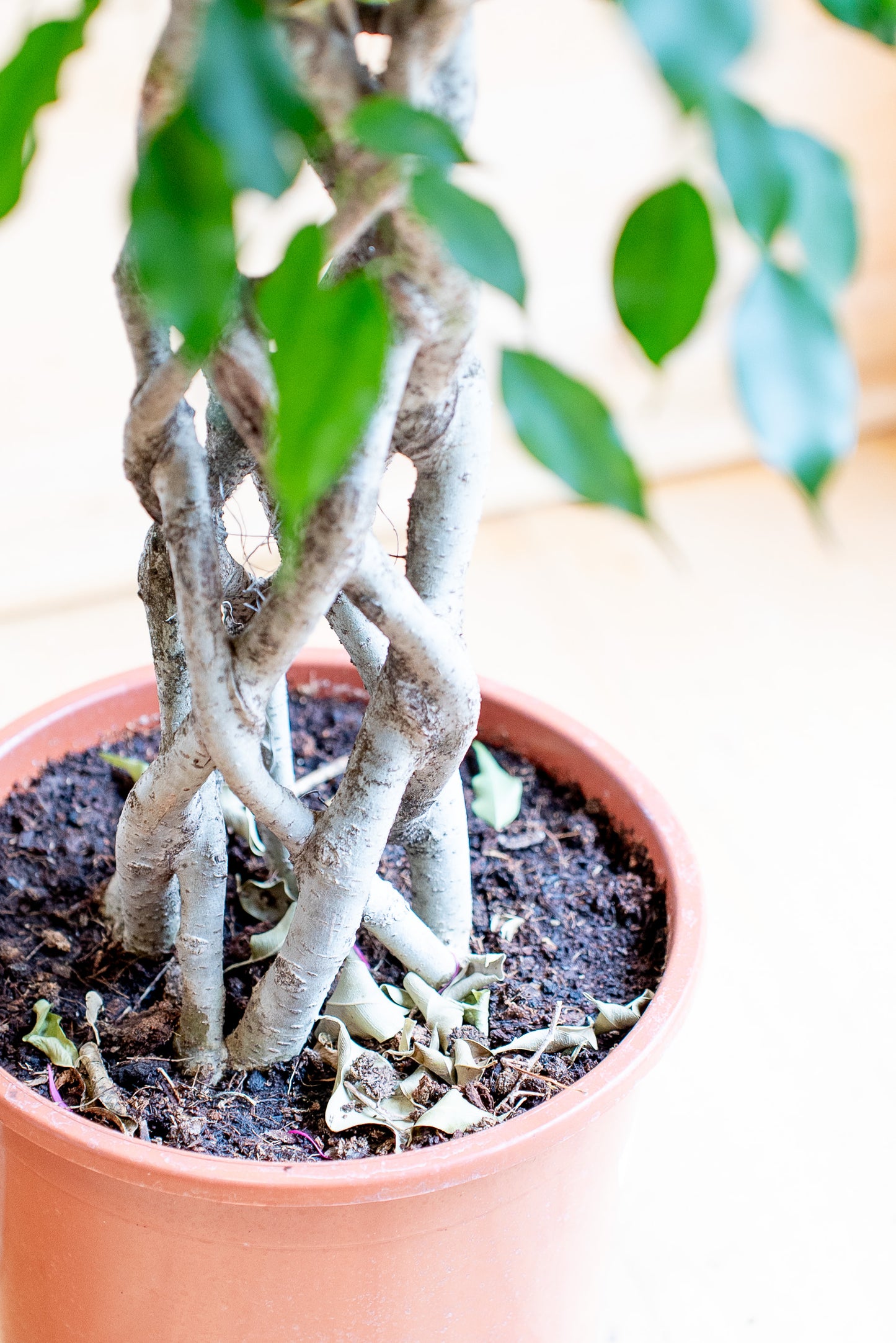 Ficus Benjamin Intrecciato