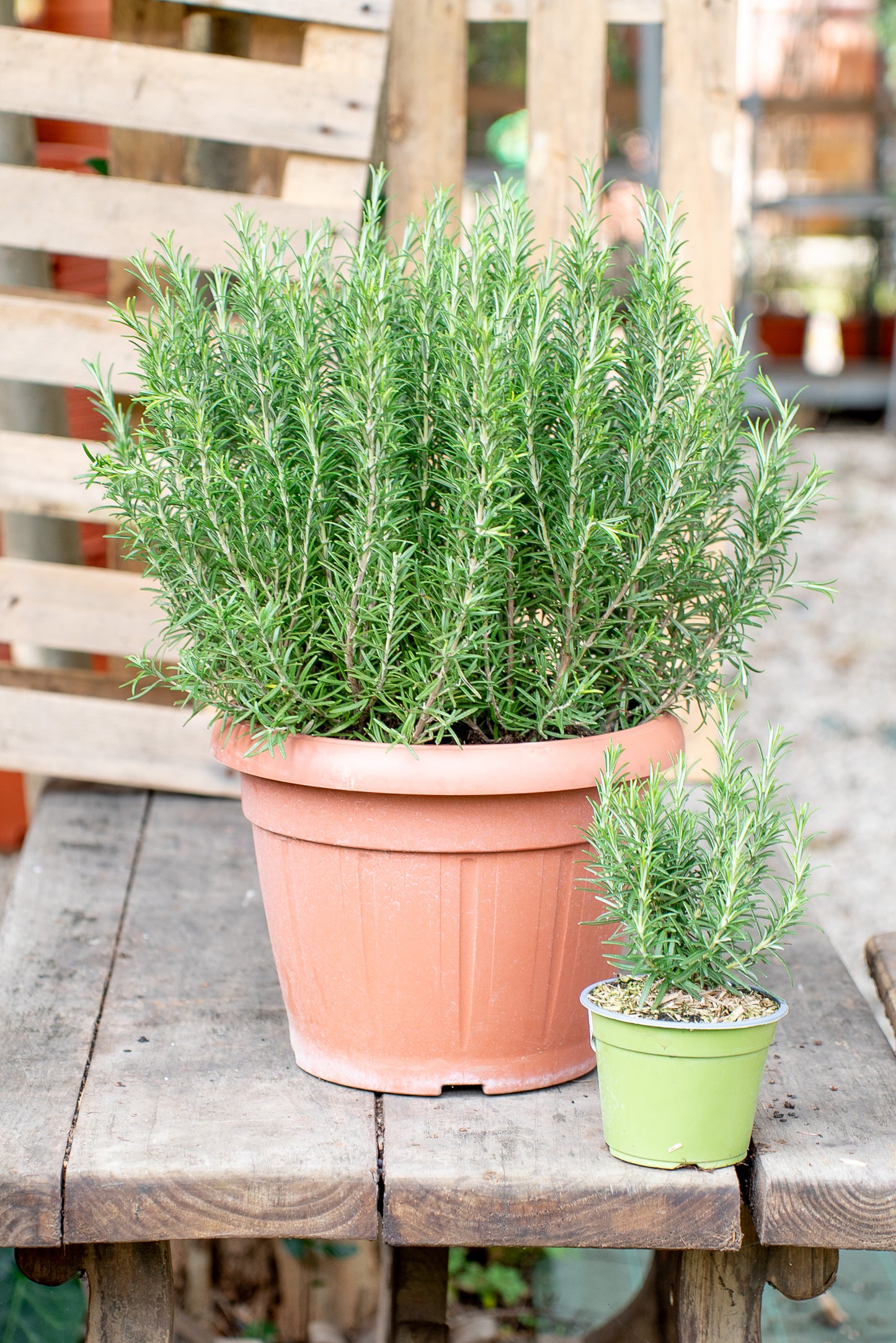 Rosmarino officinale